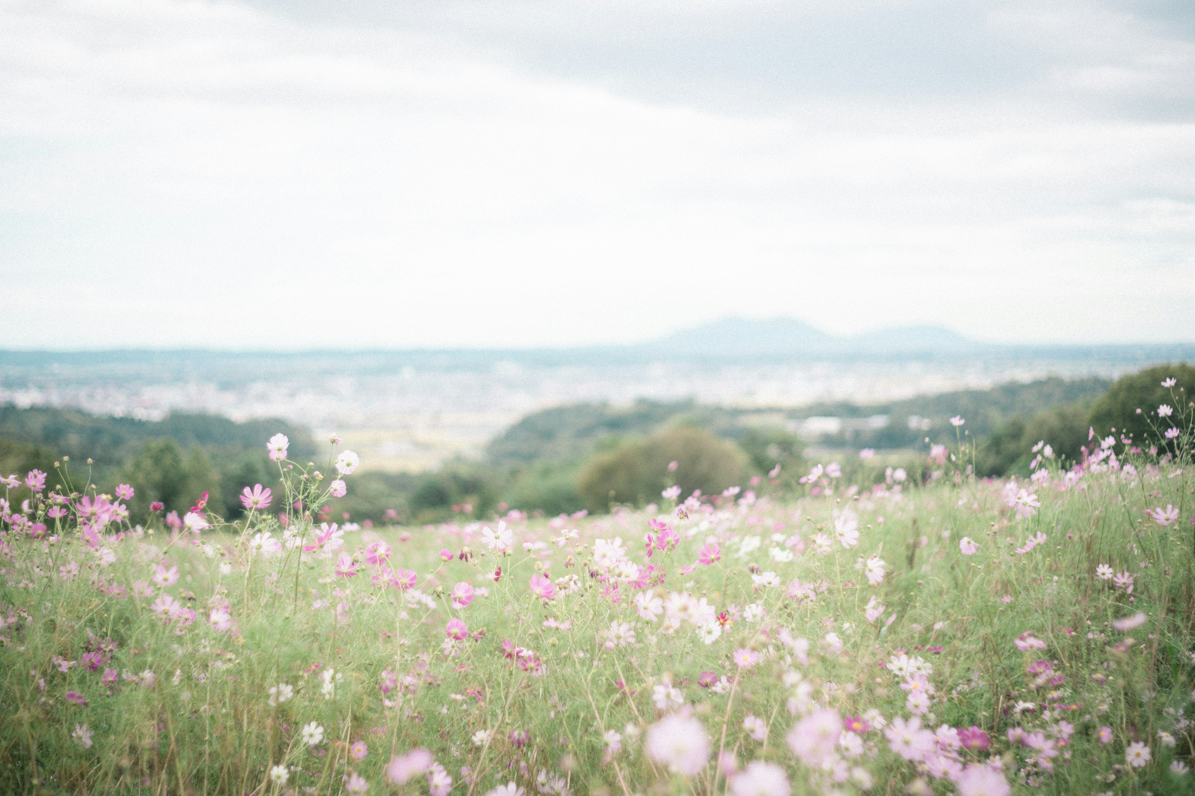 淡い色合いのコスモスが咲く草原と遠くの山々