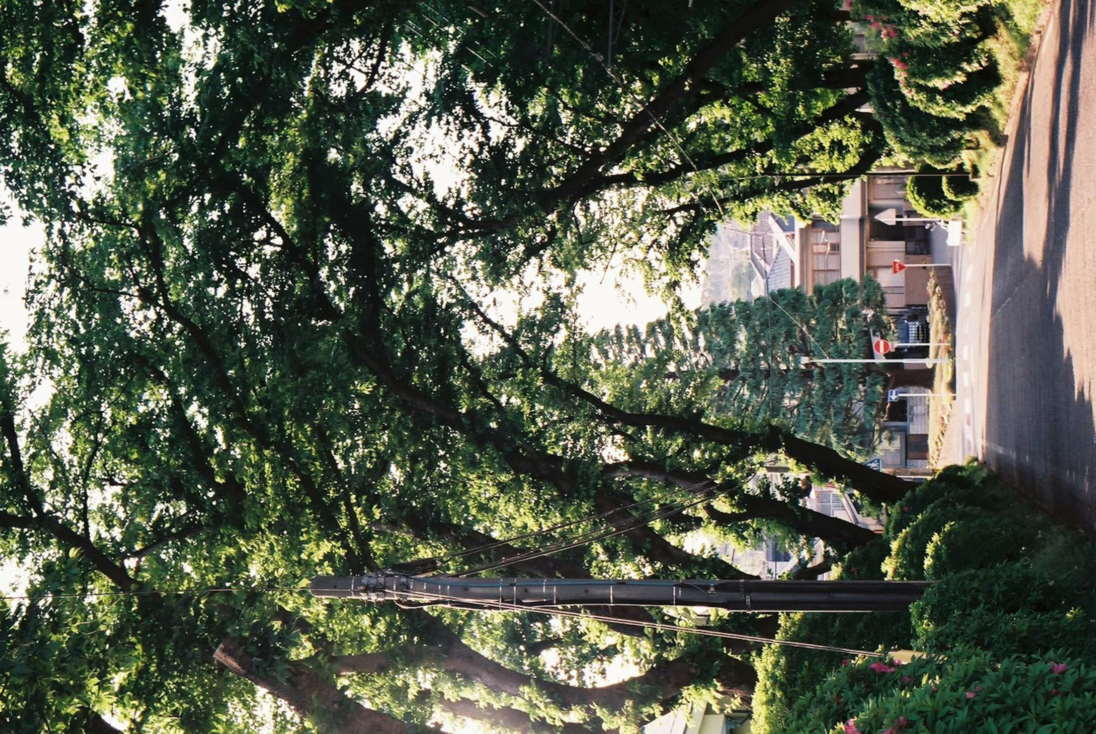 Lush green trees with sunlight filtering through