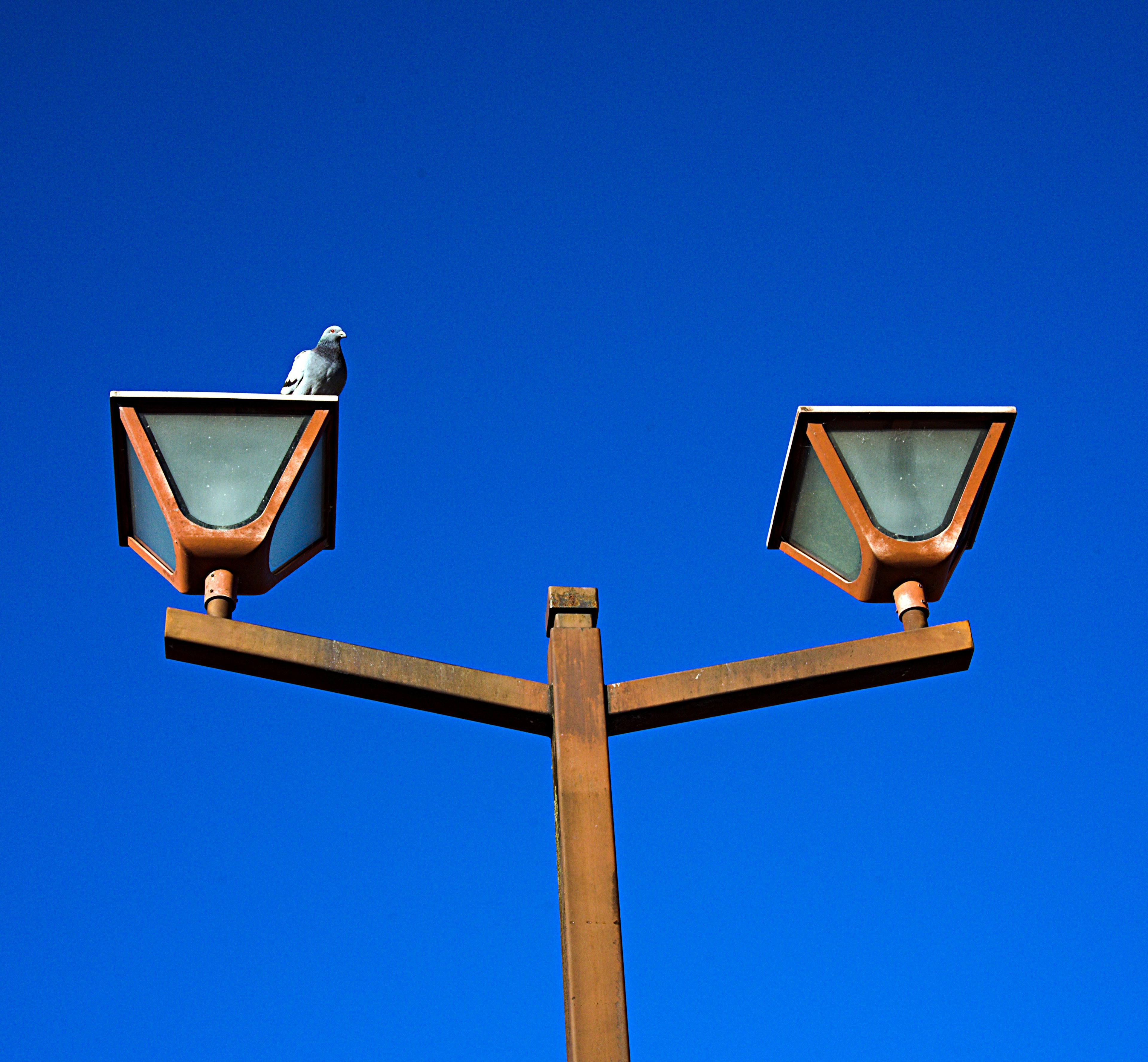 A pigeon perched on top of two streetlights against a blue sky