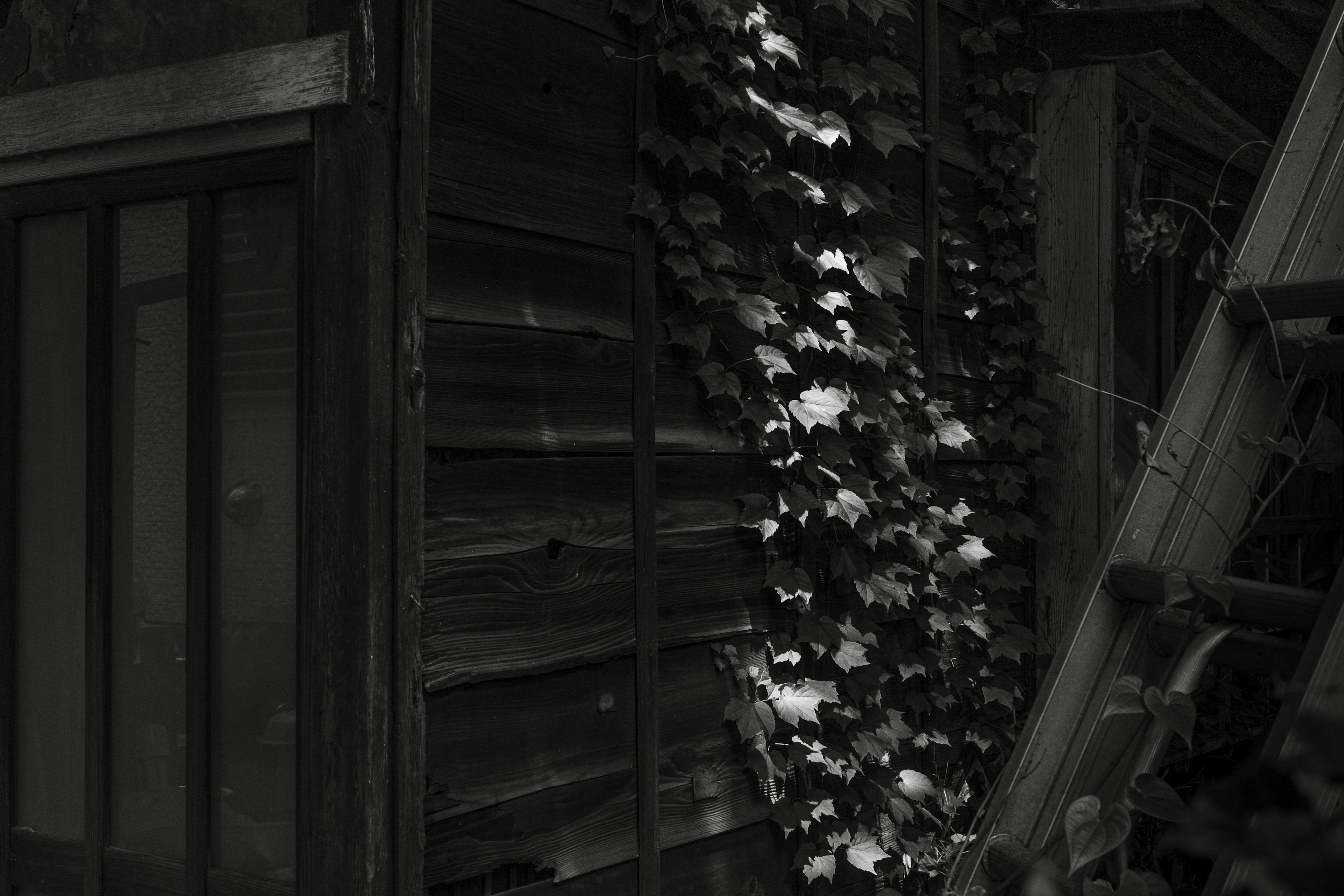 Partie d'un vieux bâtiment avec des feuilles de lierre grimpant sur un fond noir et blanc