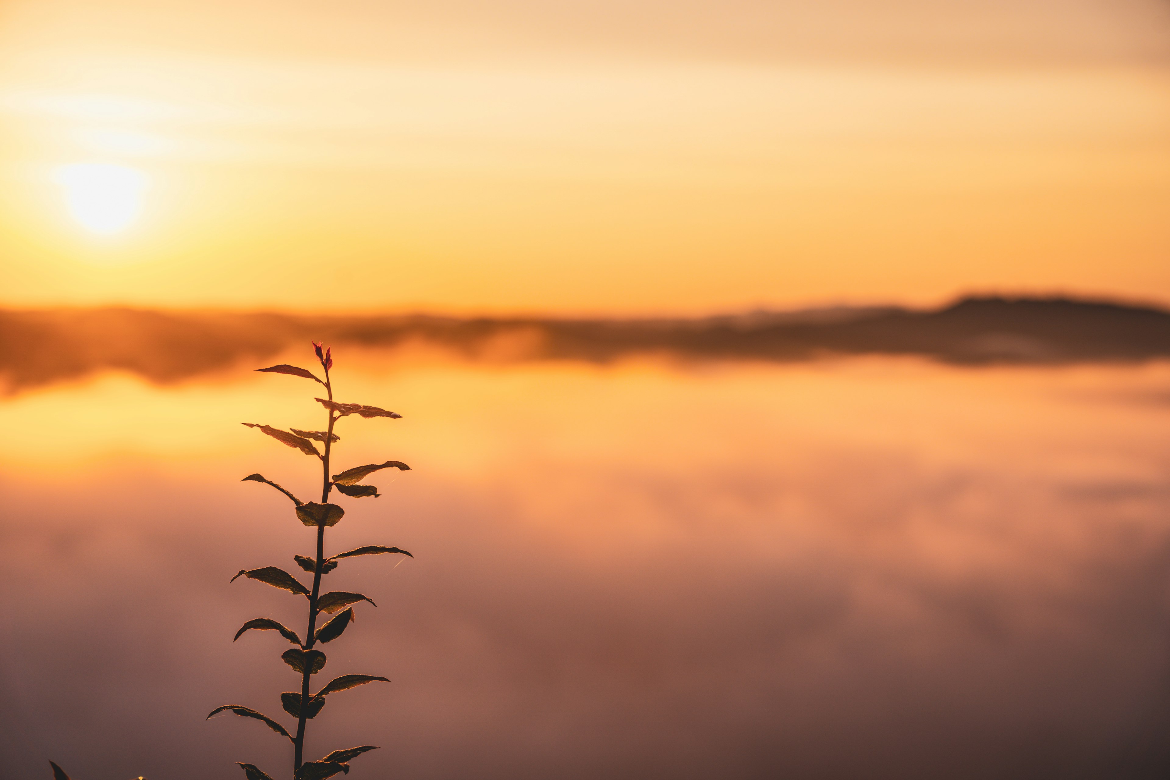 Silueta de una planta contra un amanecer sobre un paisaje de niebla