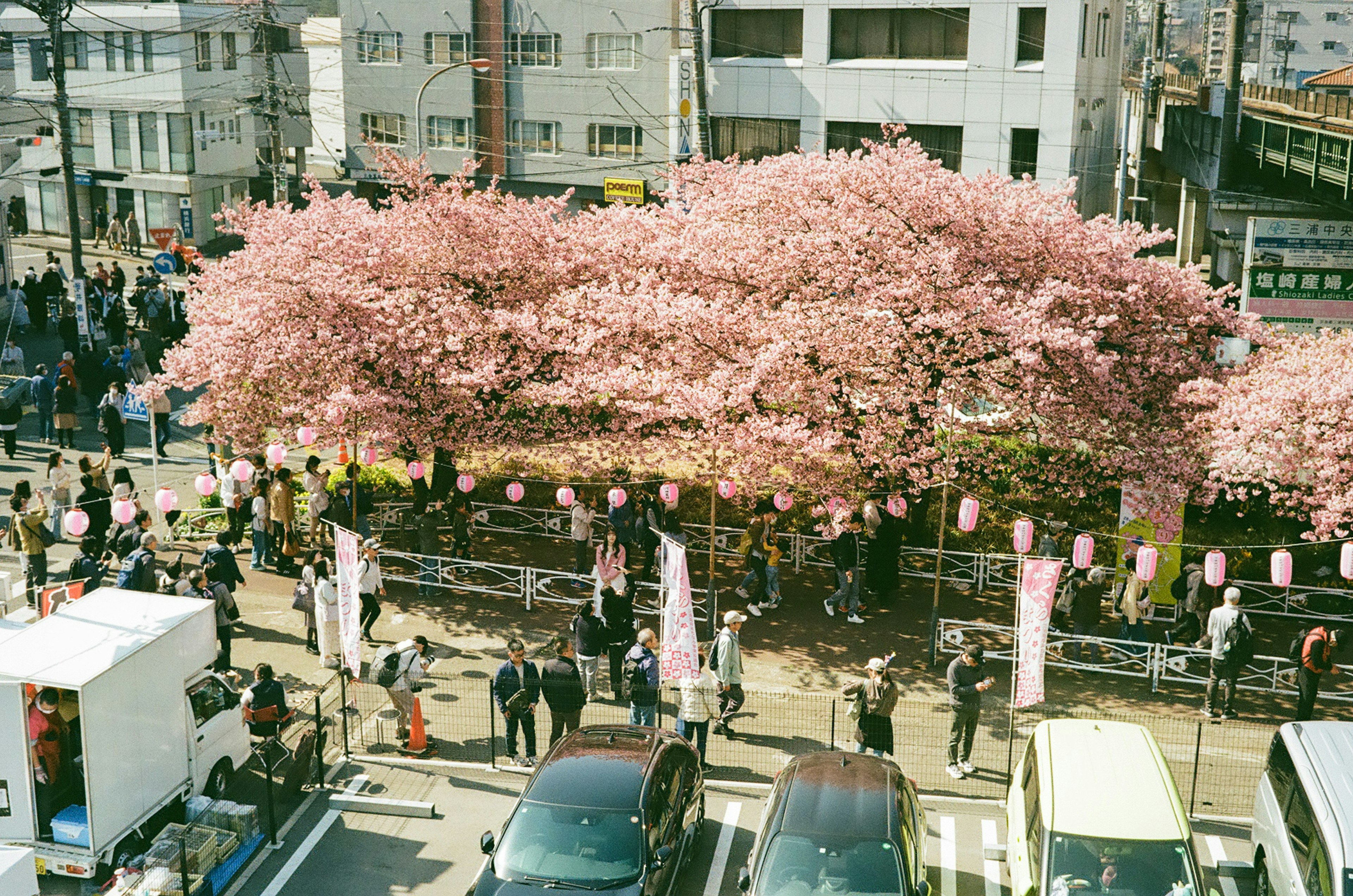 桜の木が満開の祭りの風景 人々が集まり屋台が並ぶ