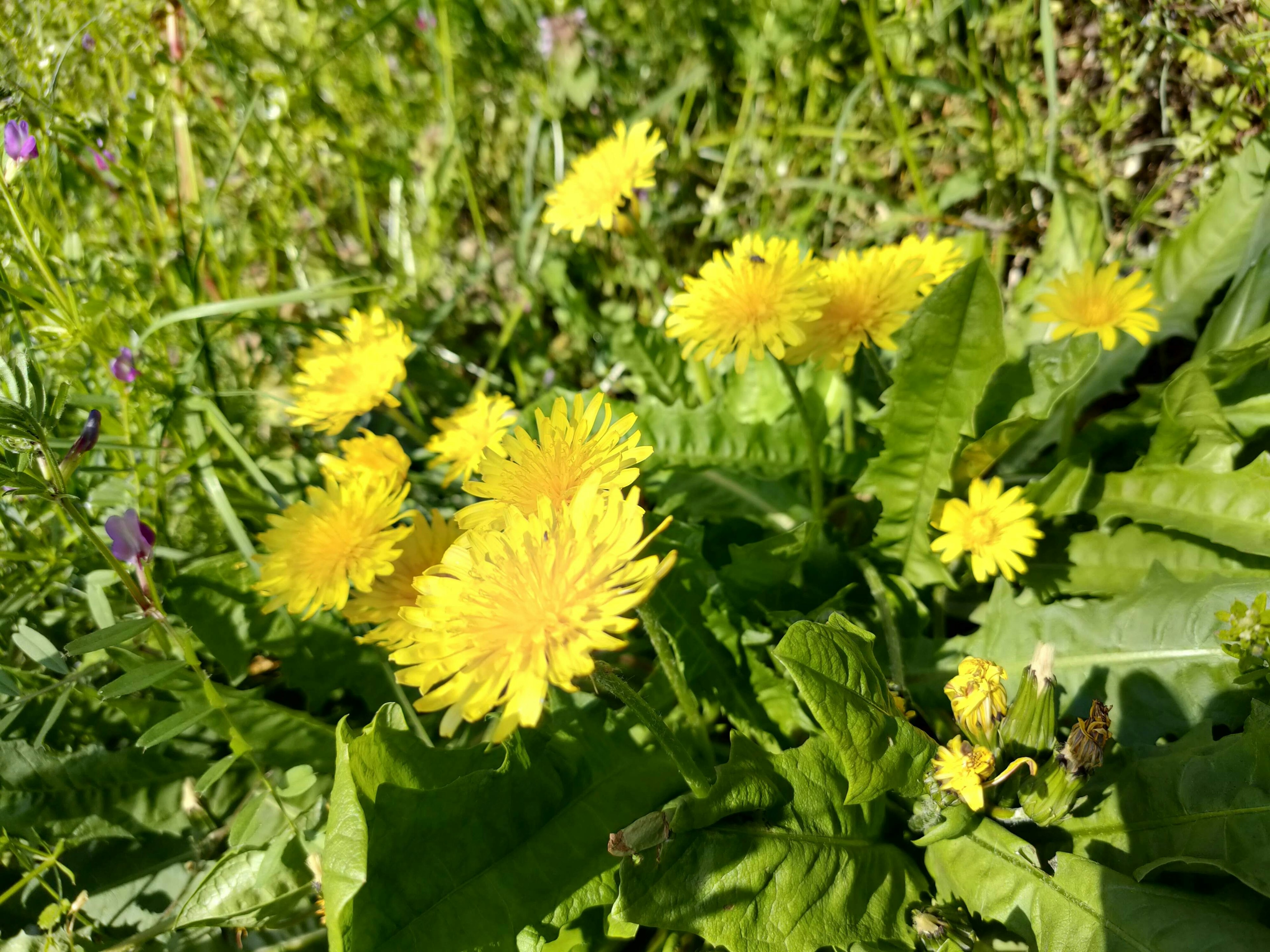 Lebendige gelbe Löwenzahnblüten umgeben von grünen Blättern