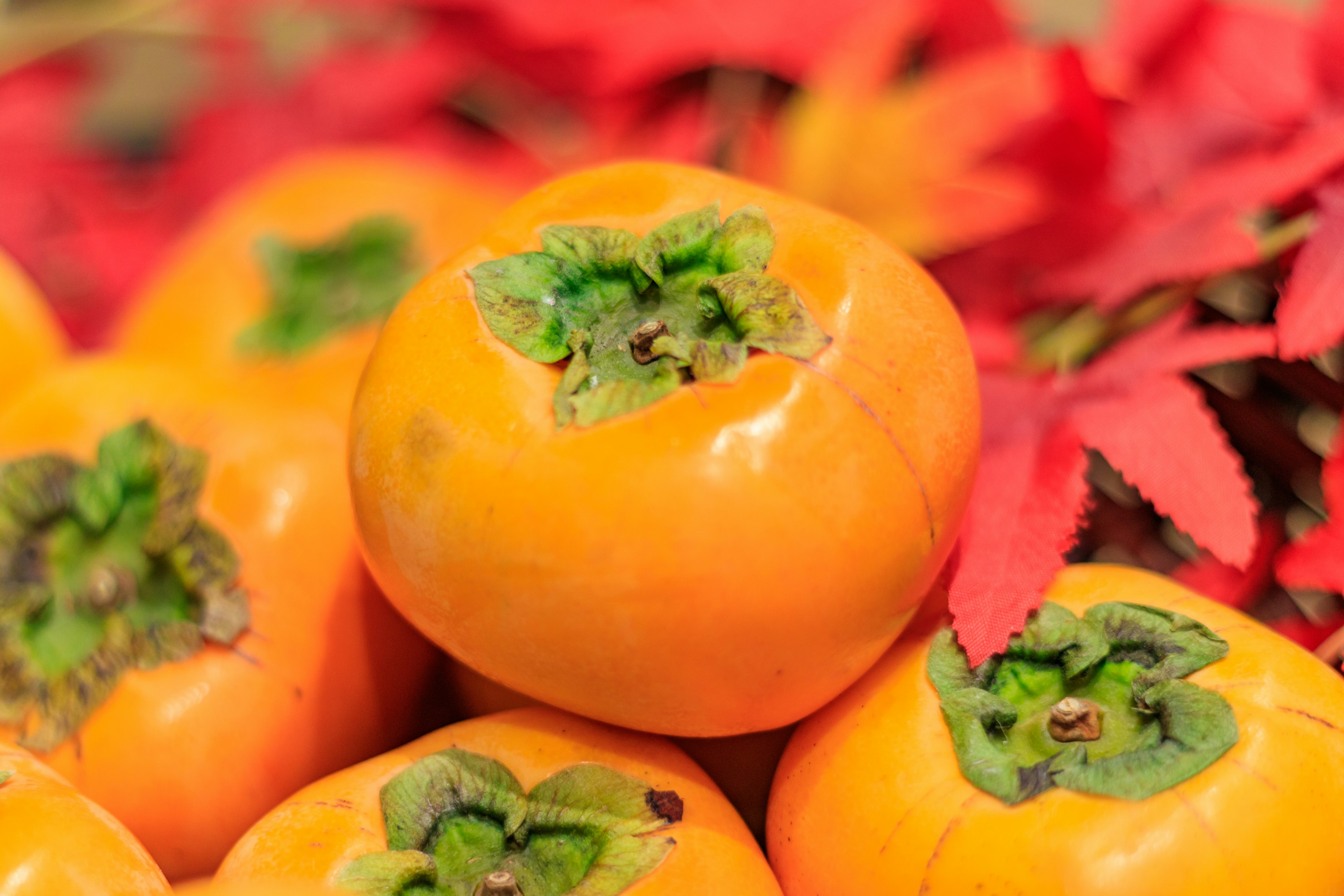 Close-up of bright orange persimmons with a background of red leaves