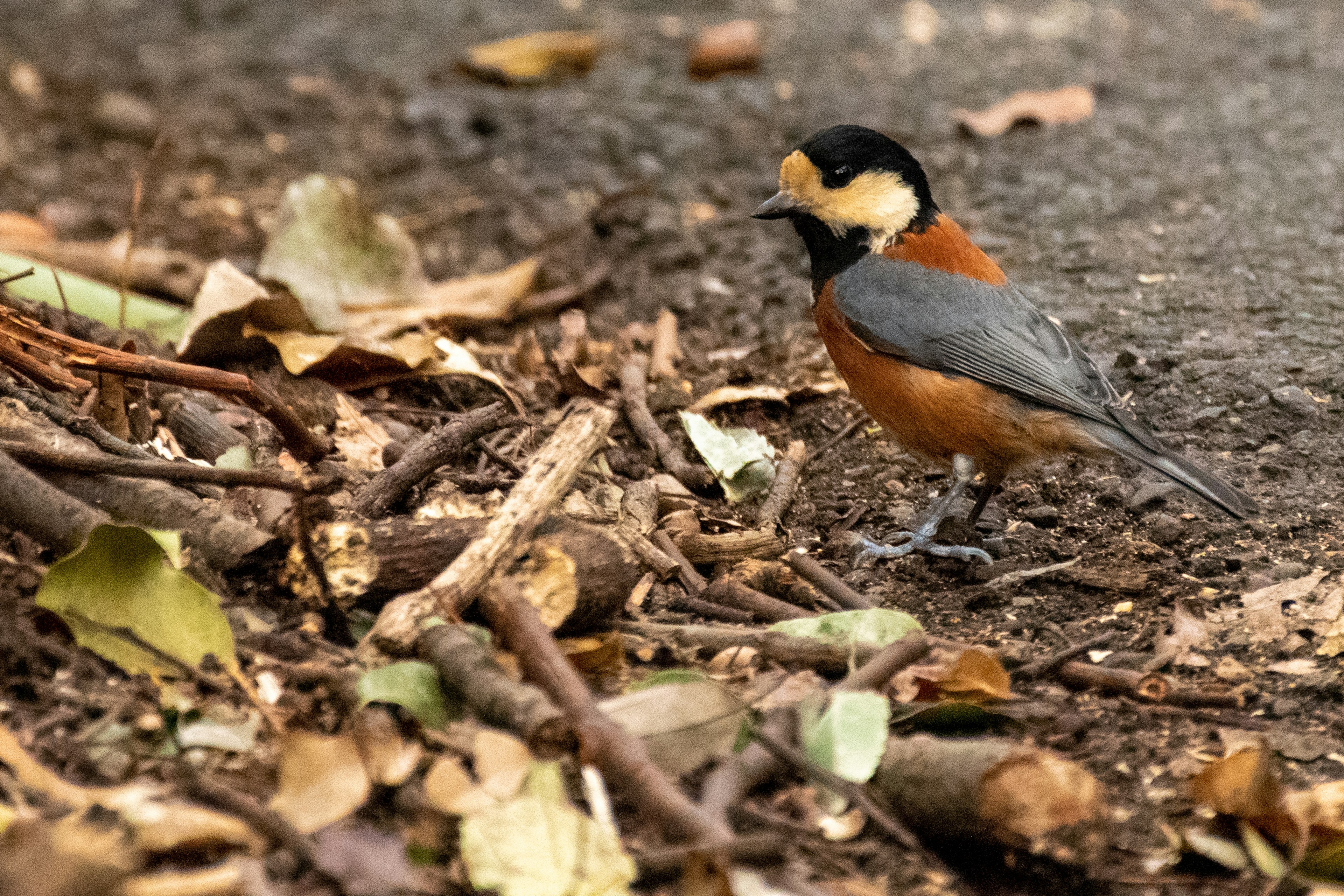 Ein kleiner Vogel mit orangefarbener Brust steht auf dem Boden umgeben von fallenen Blättern und Zweigen