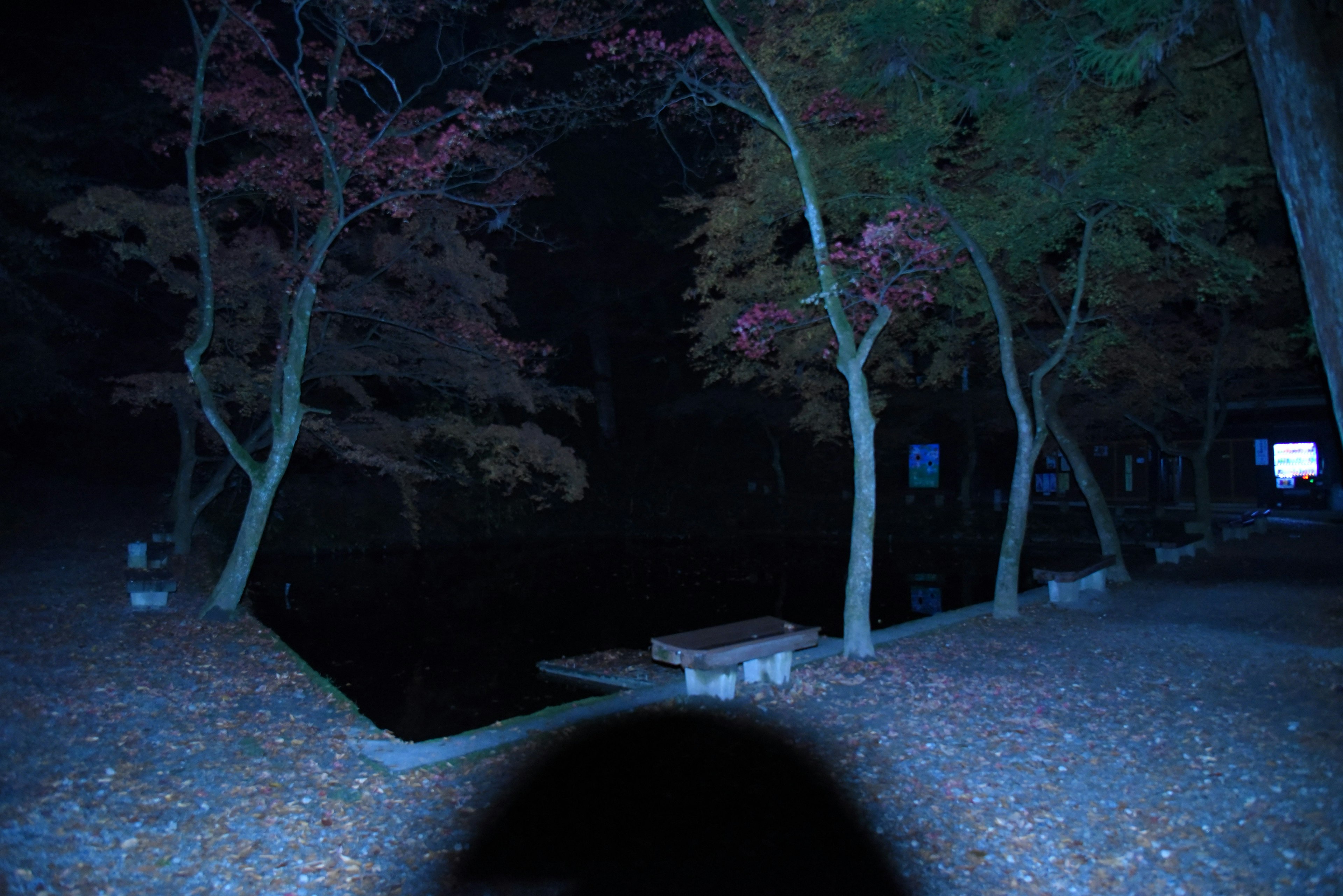 A dark forest scene featuring colorful trees and a quiet pond