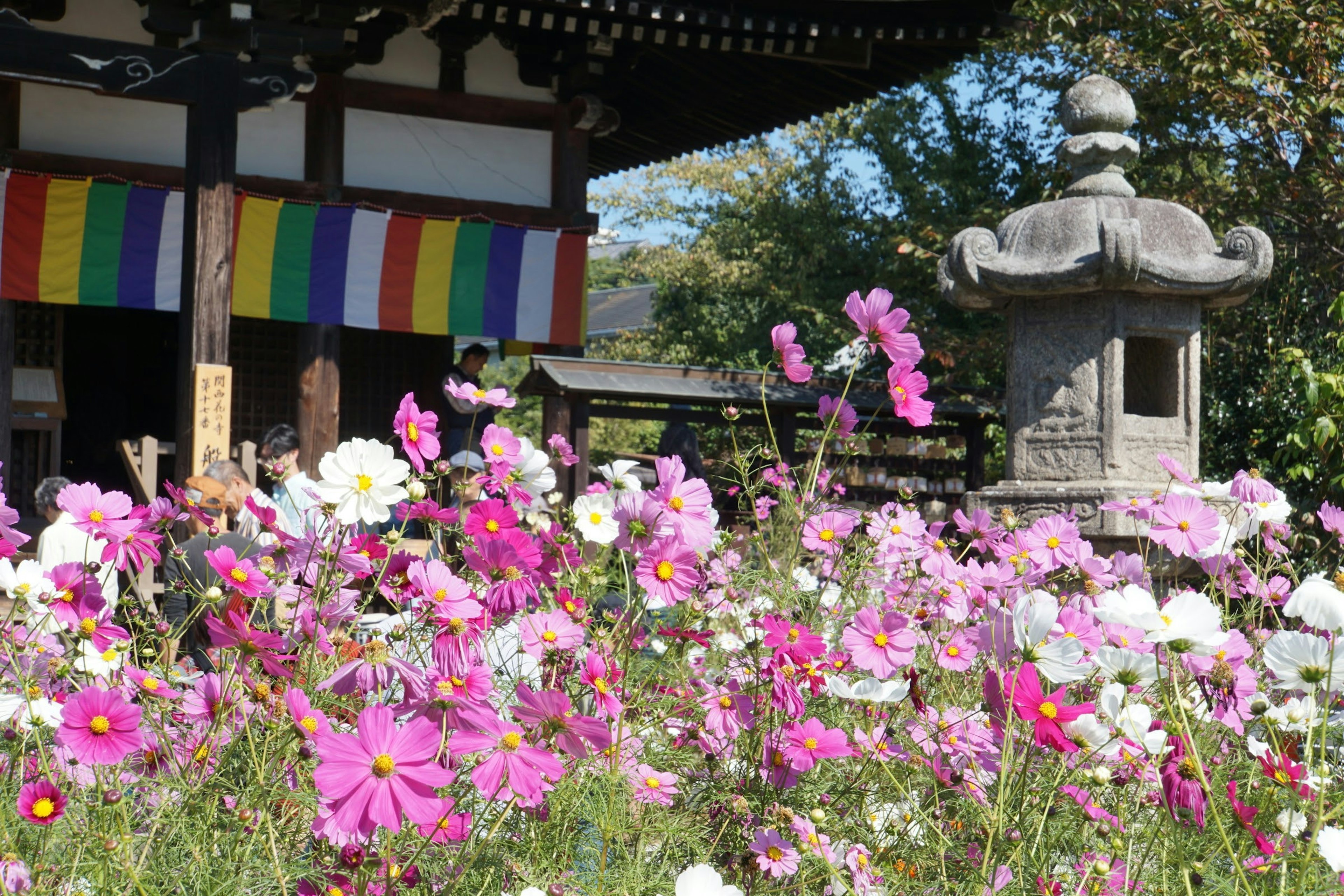 Colorful flowers in bloom in front of a temple featuring a stone lantern and vibrant fabric drapes