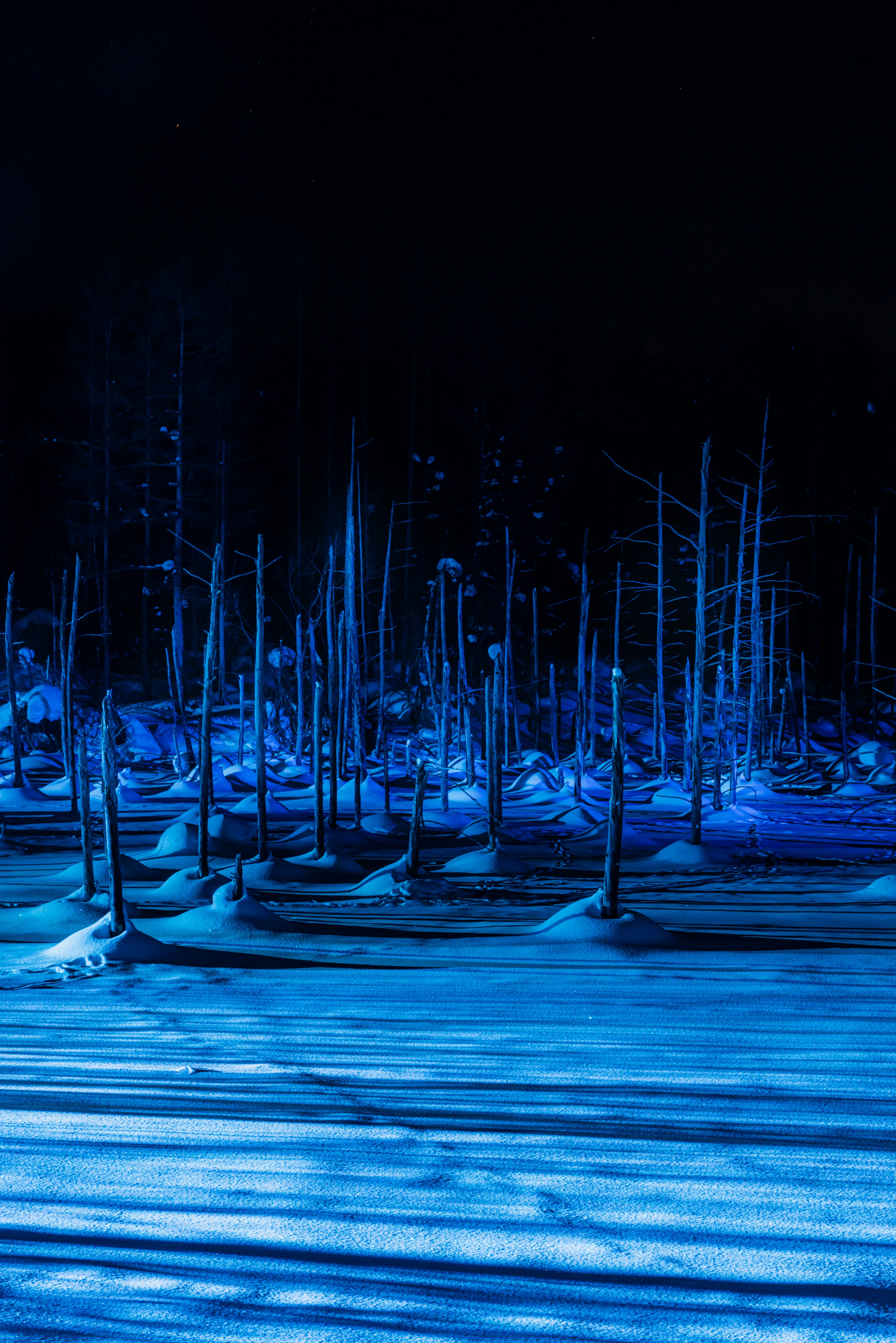 A landscape of trees and snow illuminated by blue light