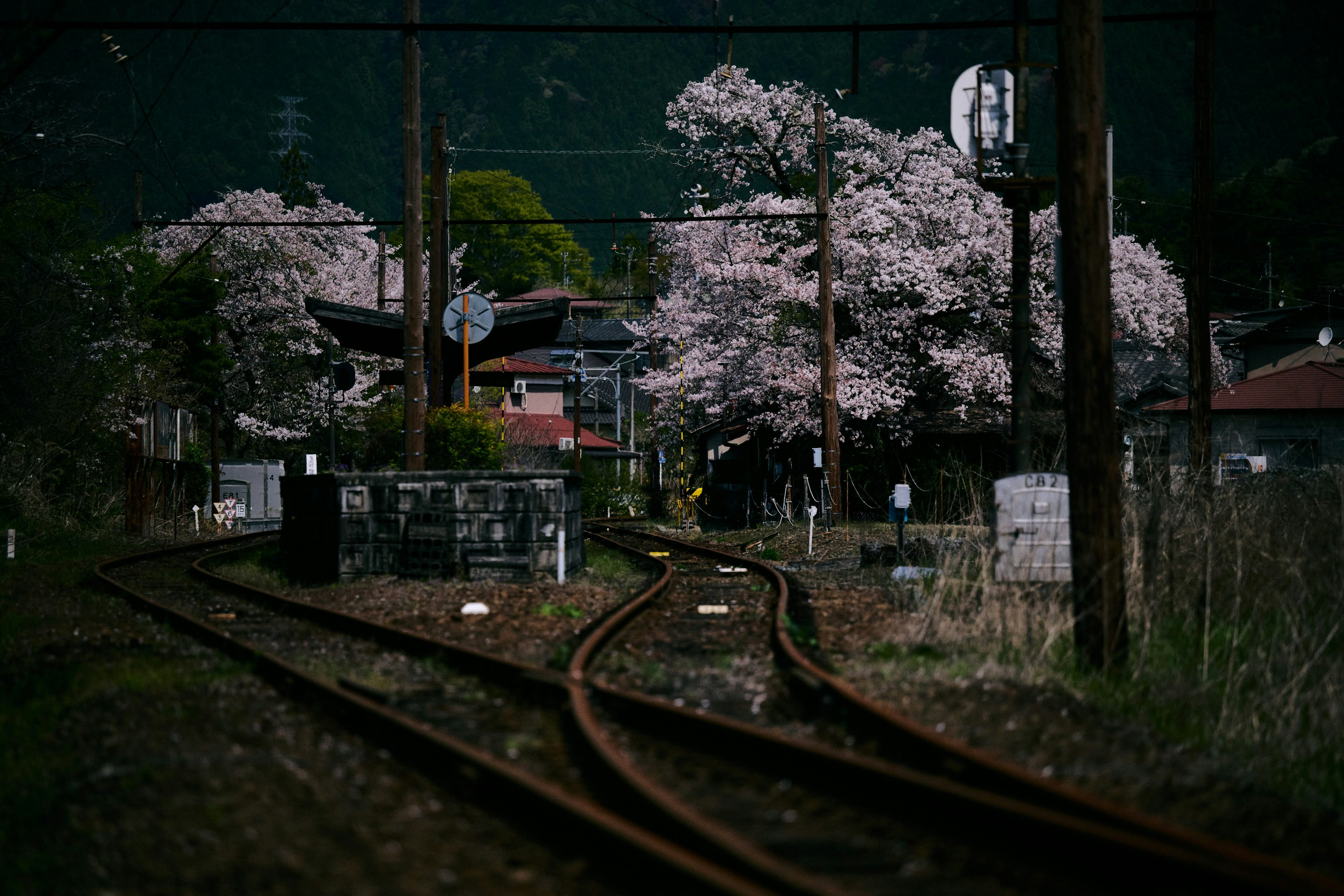 Pemandangan indah pohon sakura di sepanjang rel kereta dengan latar belakang gelap