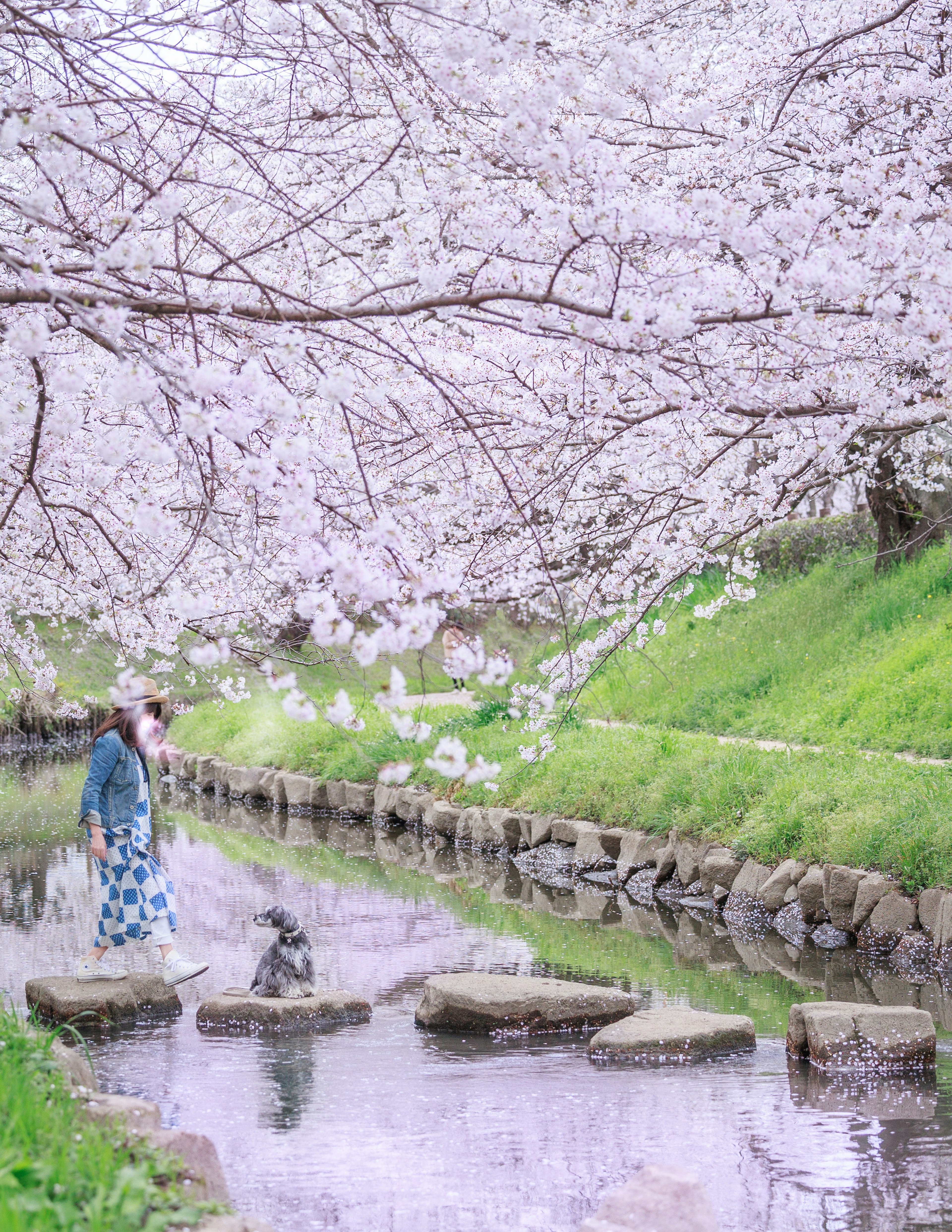 A person and a dog walking along a river under cherry blossom trees