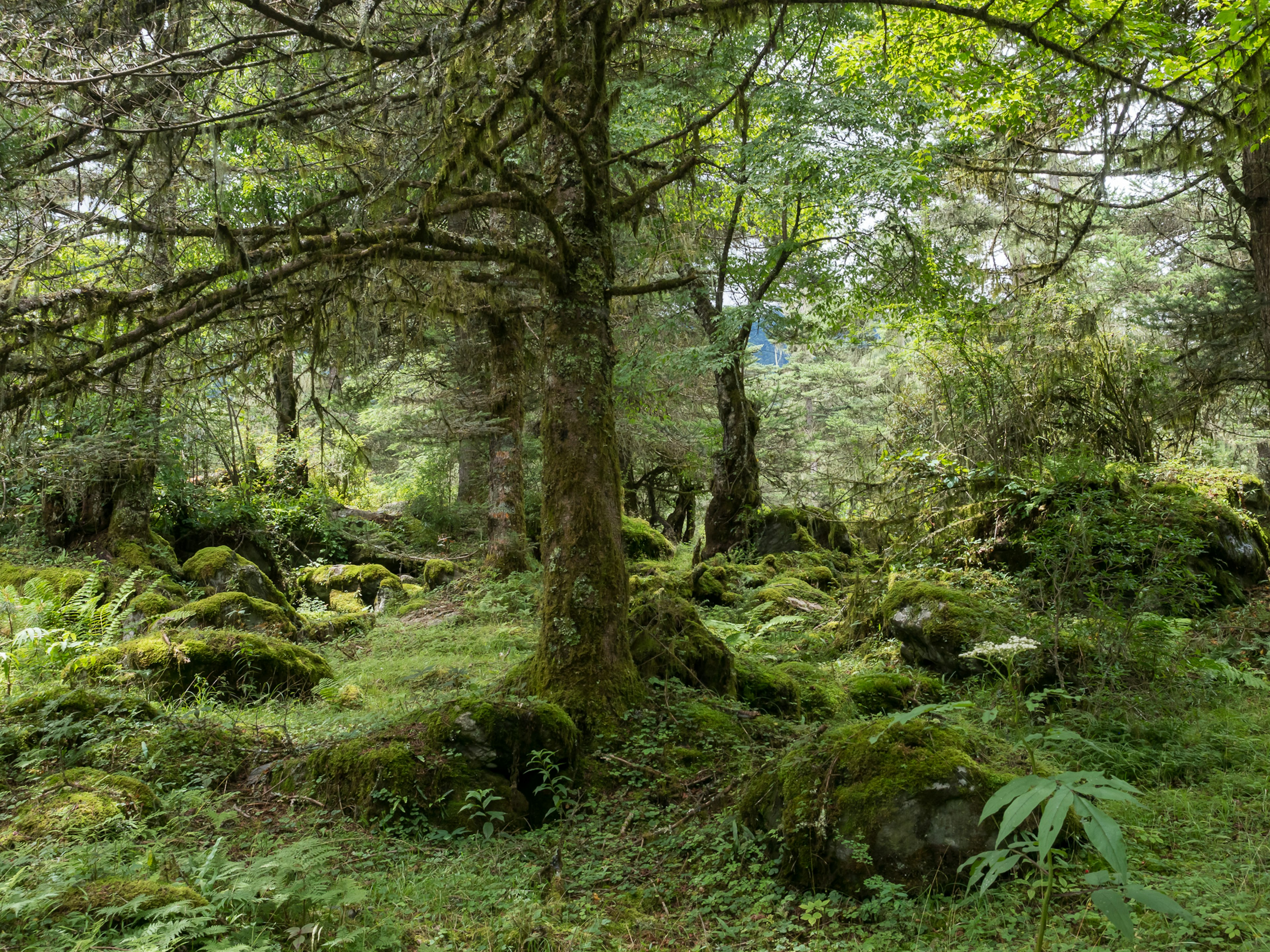 Pemandangan hutan subur dengan pohon besar dan batu yang ditutupi lumut