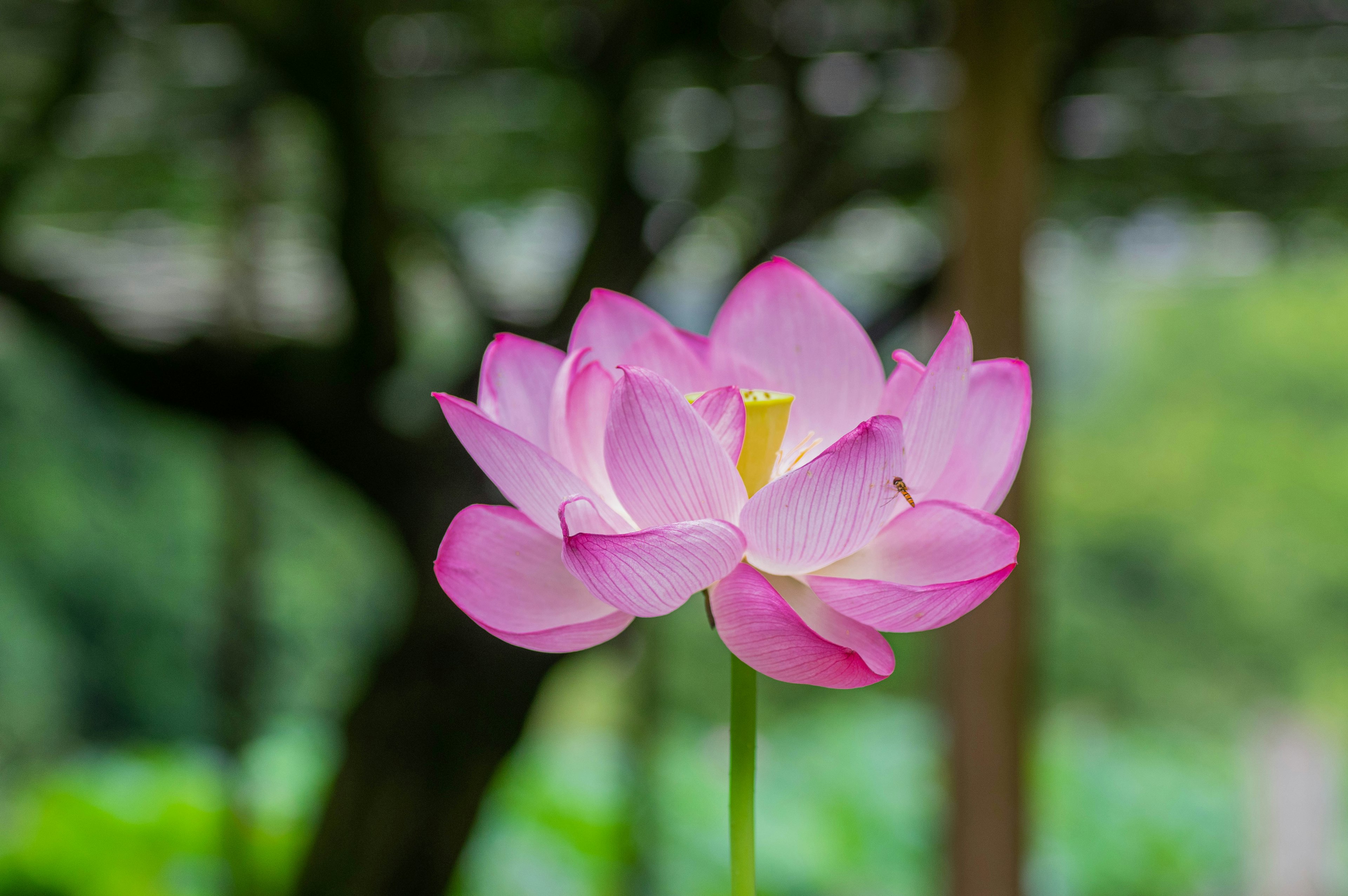 一朵美丽的粉色莲花高高立在水面上