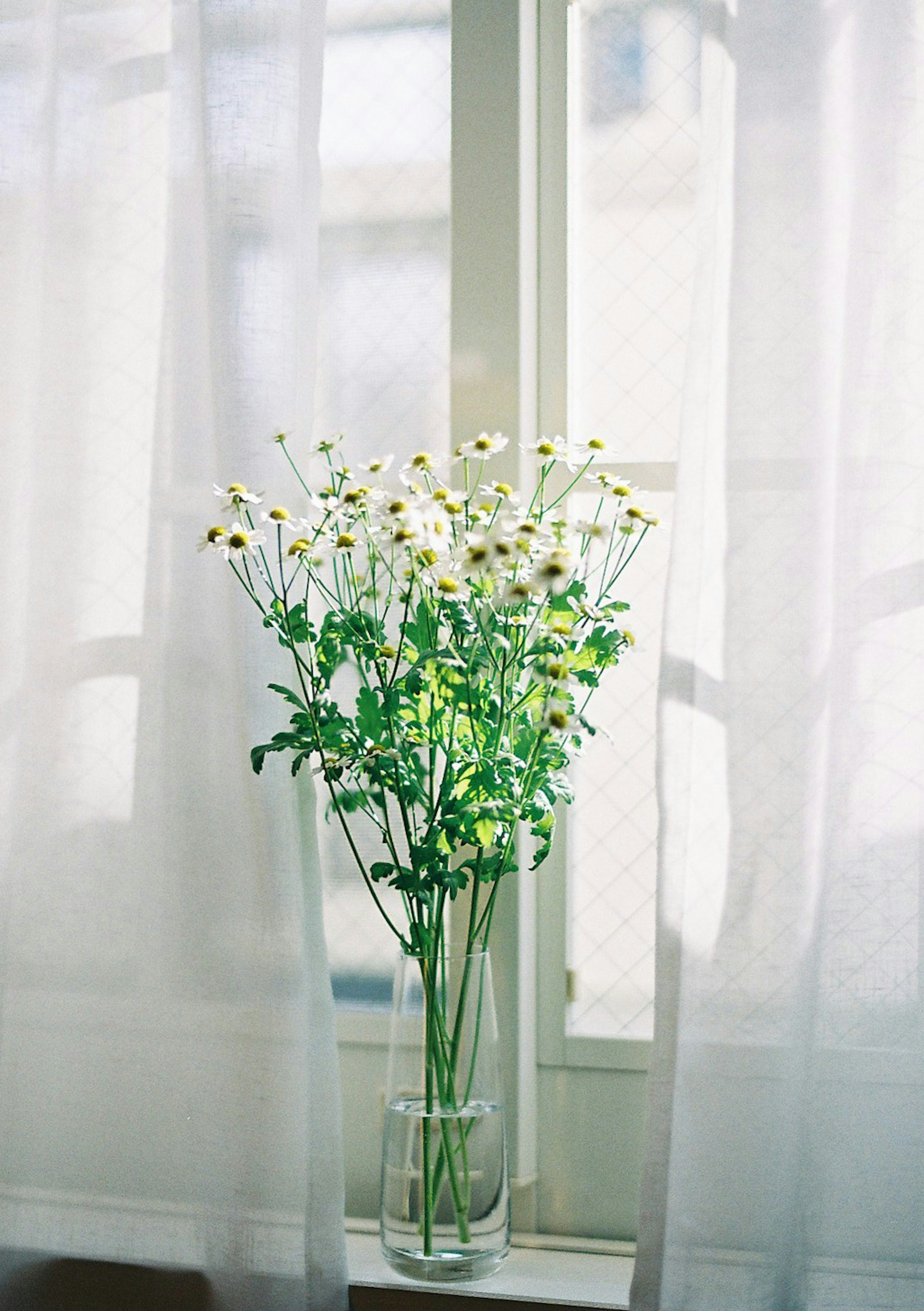 Un vaso di fiori bianchi con foglie verdi visto attraverso tende bianche trasparenti