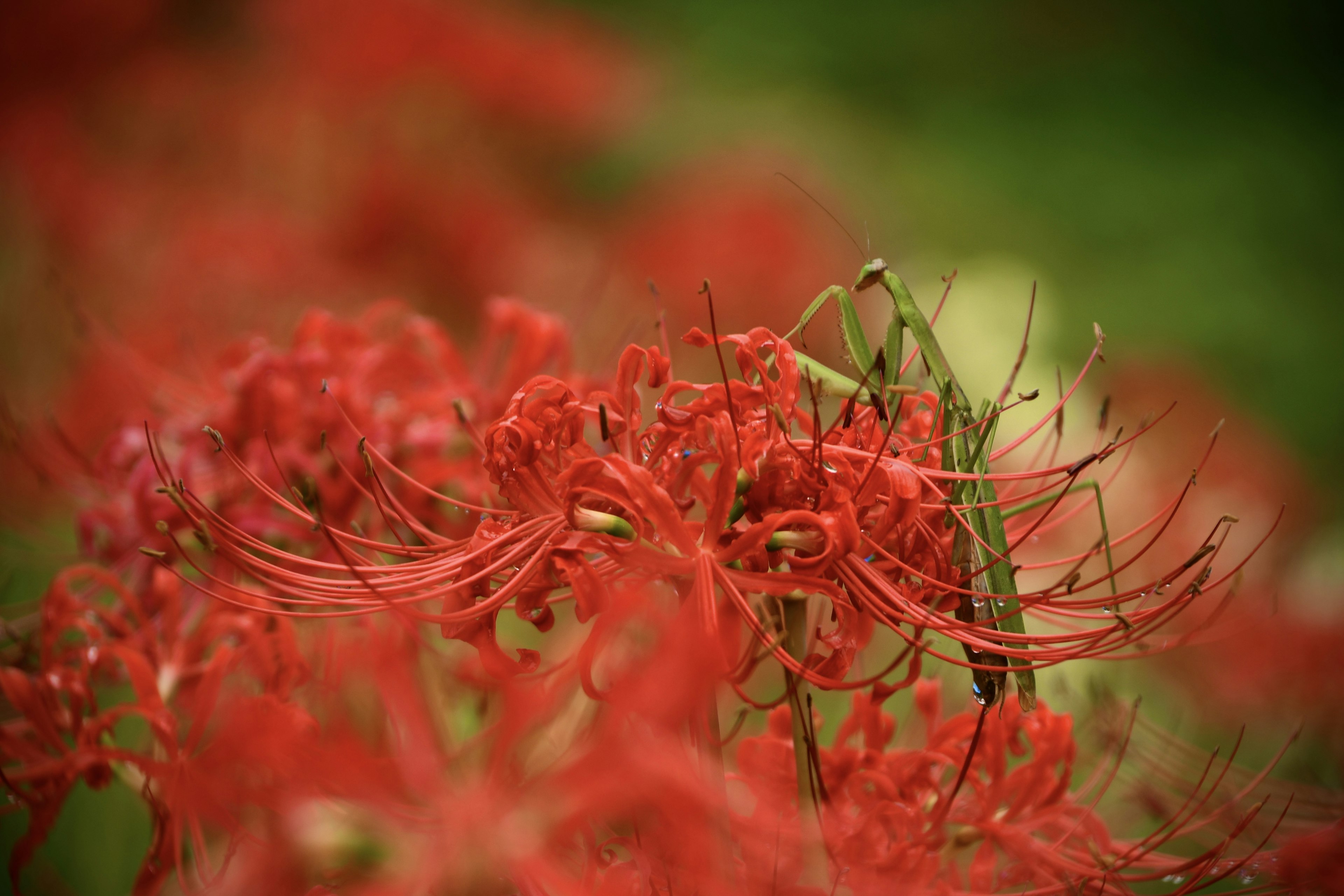 Close-up bunga lily laba-laba merah dengan latar belakang hijau kabur