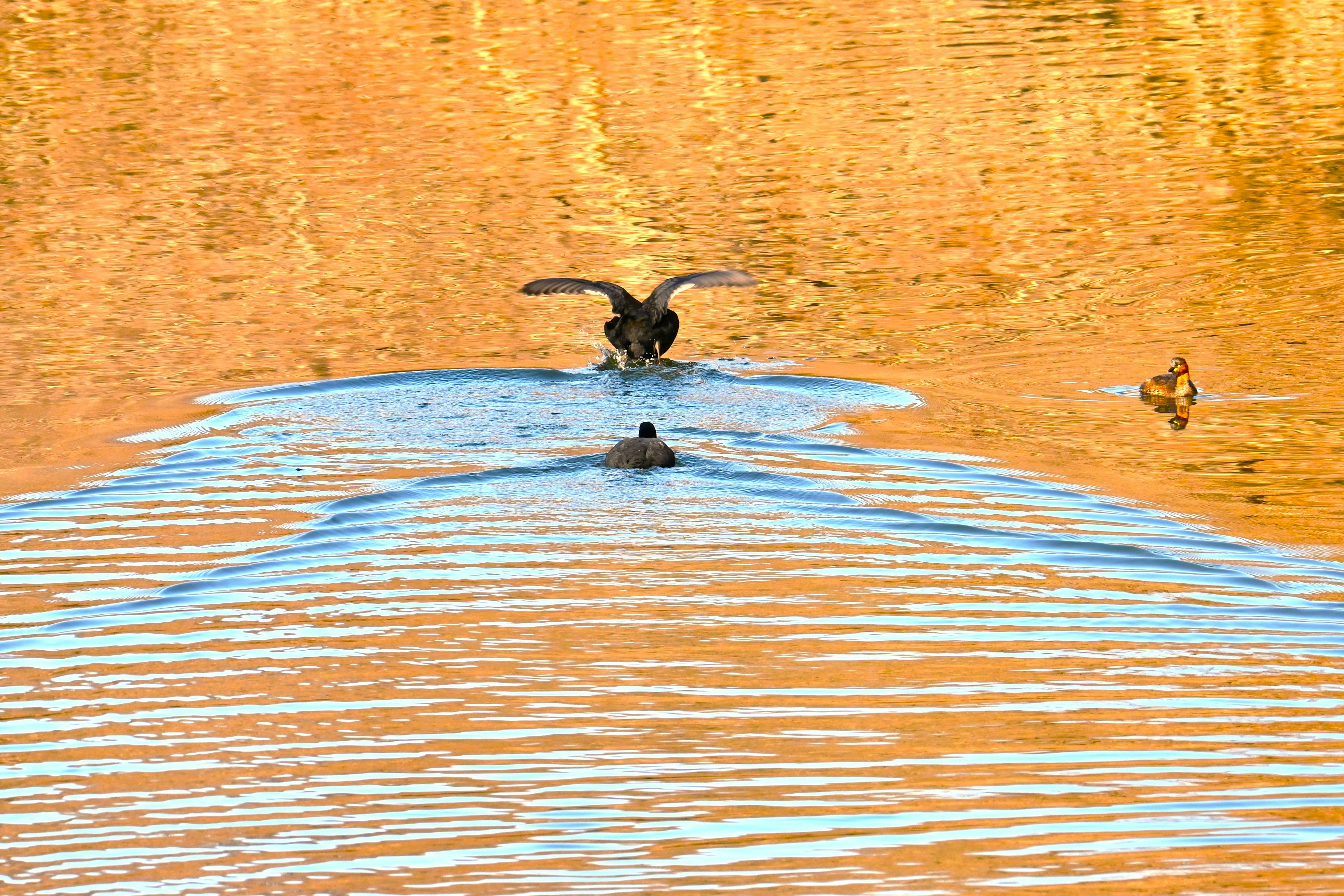 Un oiseau s'envolant de l'eau avec un autre nageant derrière lui dans un environnement serein