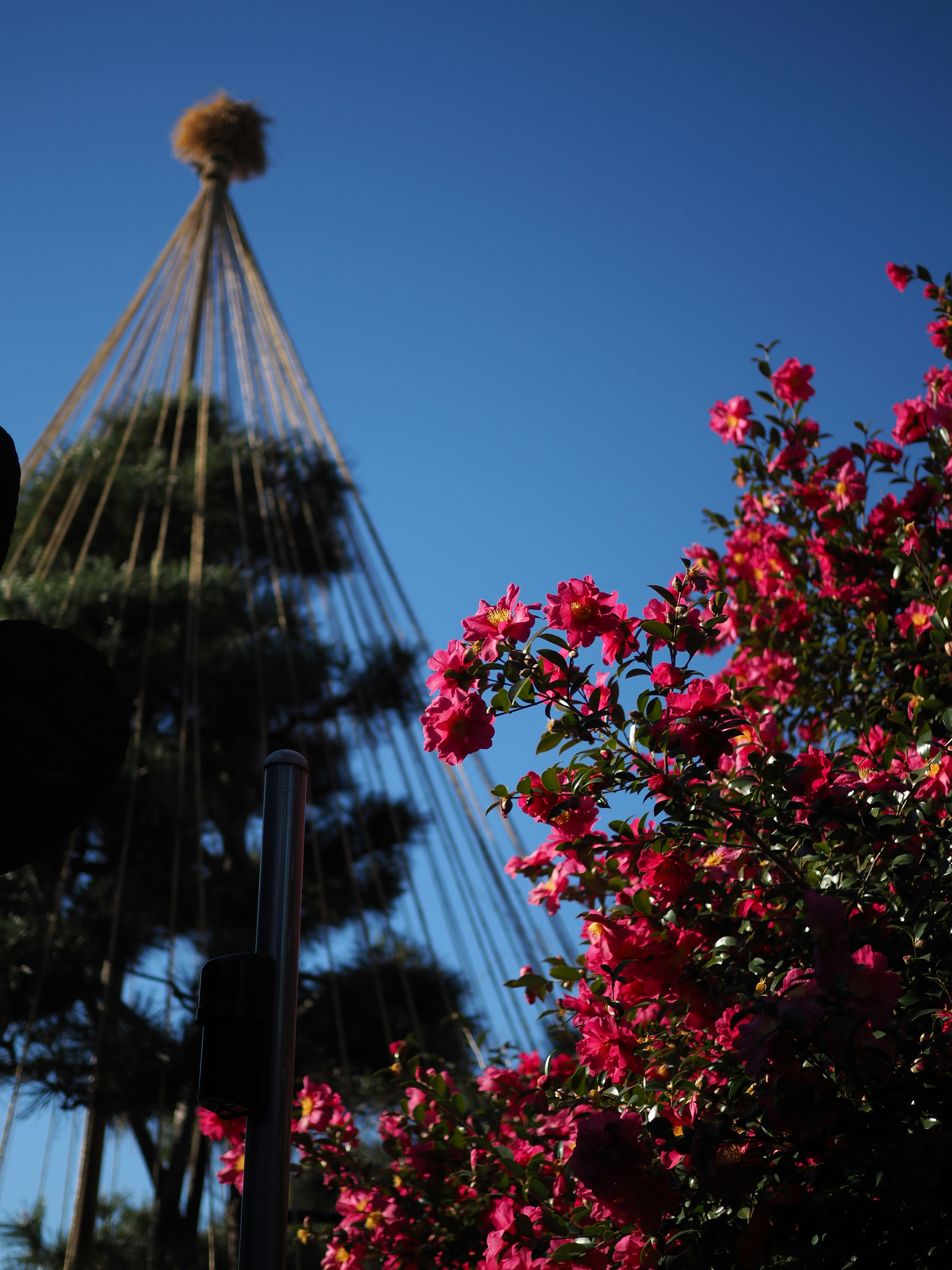 Flores de bugambilias rosas vibrantes bajo un cielo azul con una estructura vegetal única al fondo