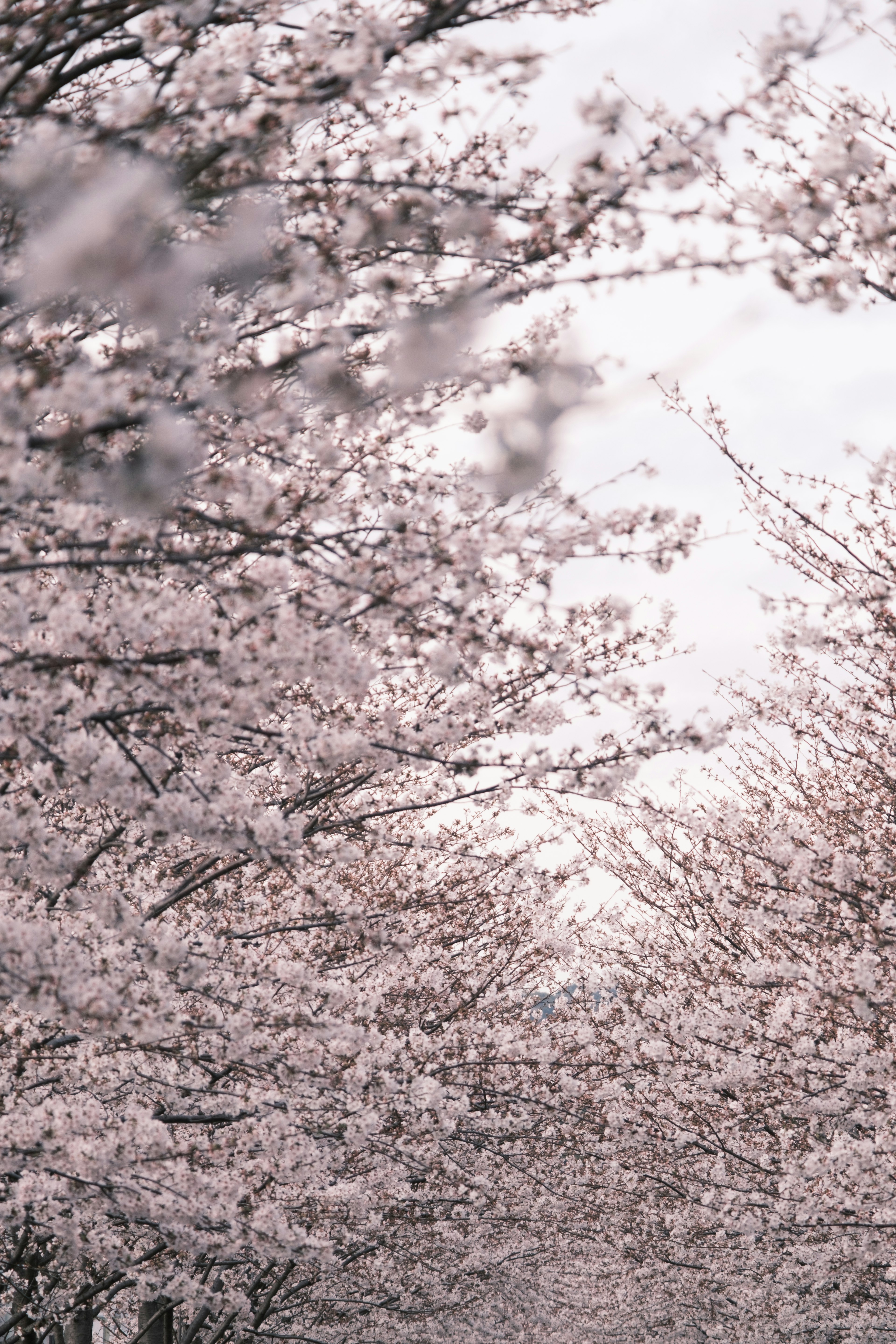 Un chemin bordé d'arbres en fleurs de cerisier aux douces fleurs roses