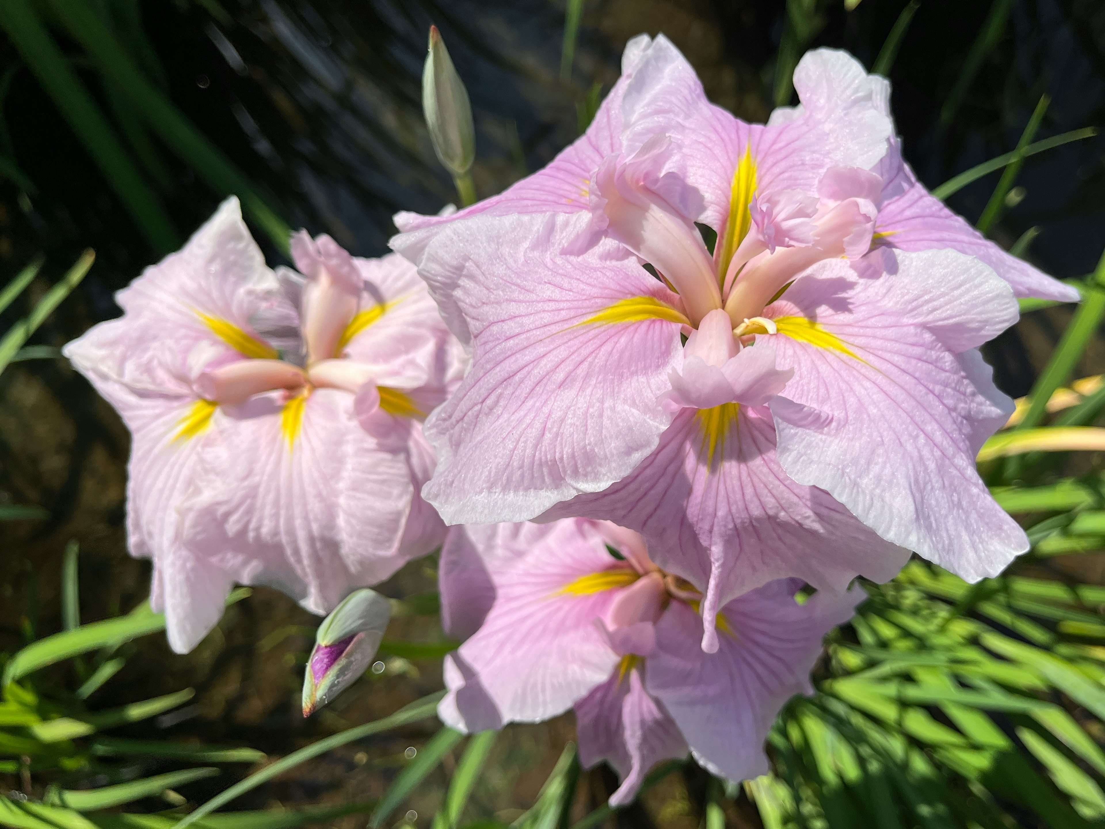 淡い紫色の花びらに黄色のアクセントがある花のクローズアップ