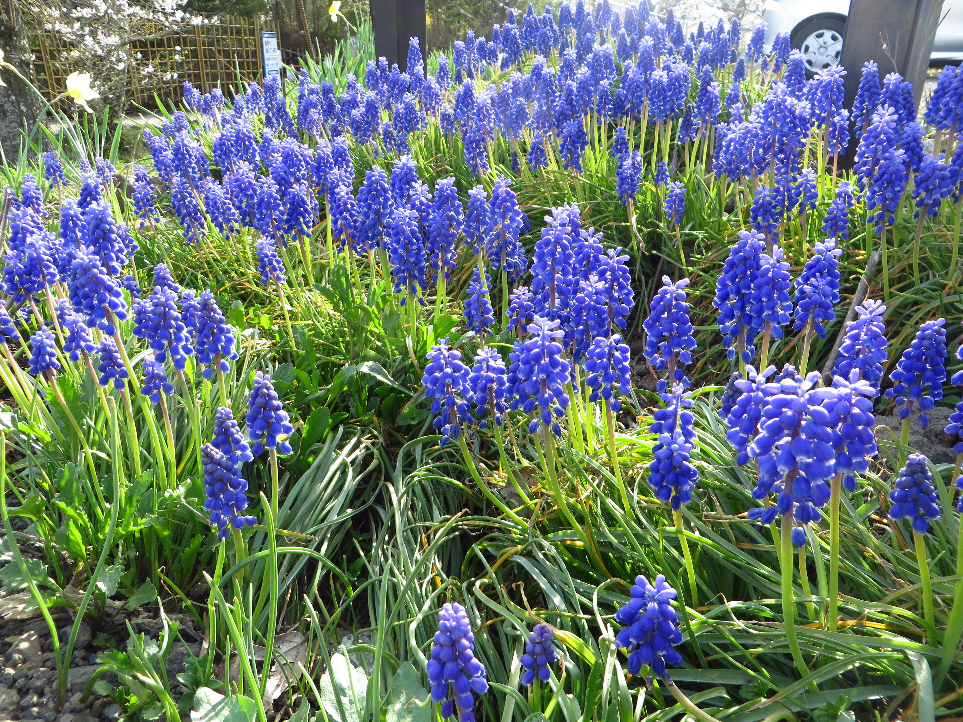 青紫色の花が咲くムスカリの群生と緑の葉