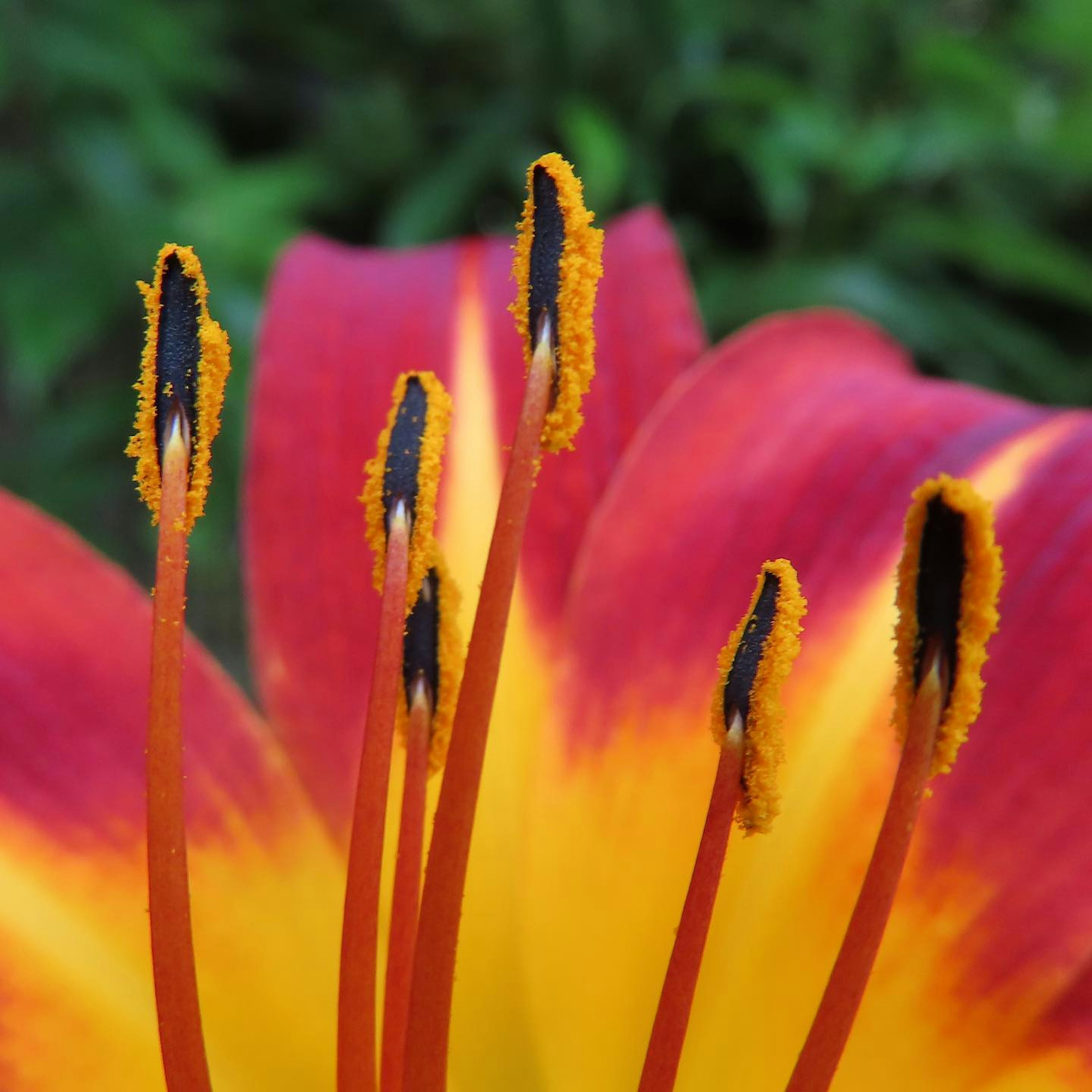 Nahaufnahme von Staubblättern mit schwarzen Spitzen in einer rot-gelben Blume