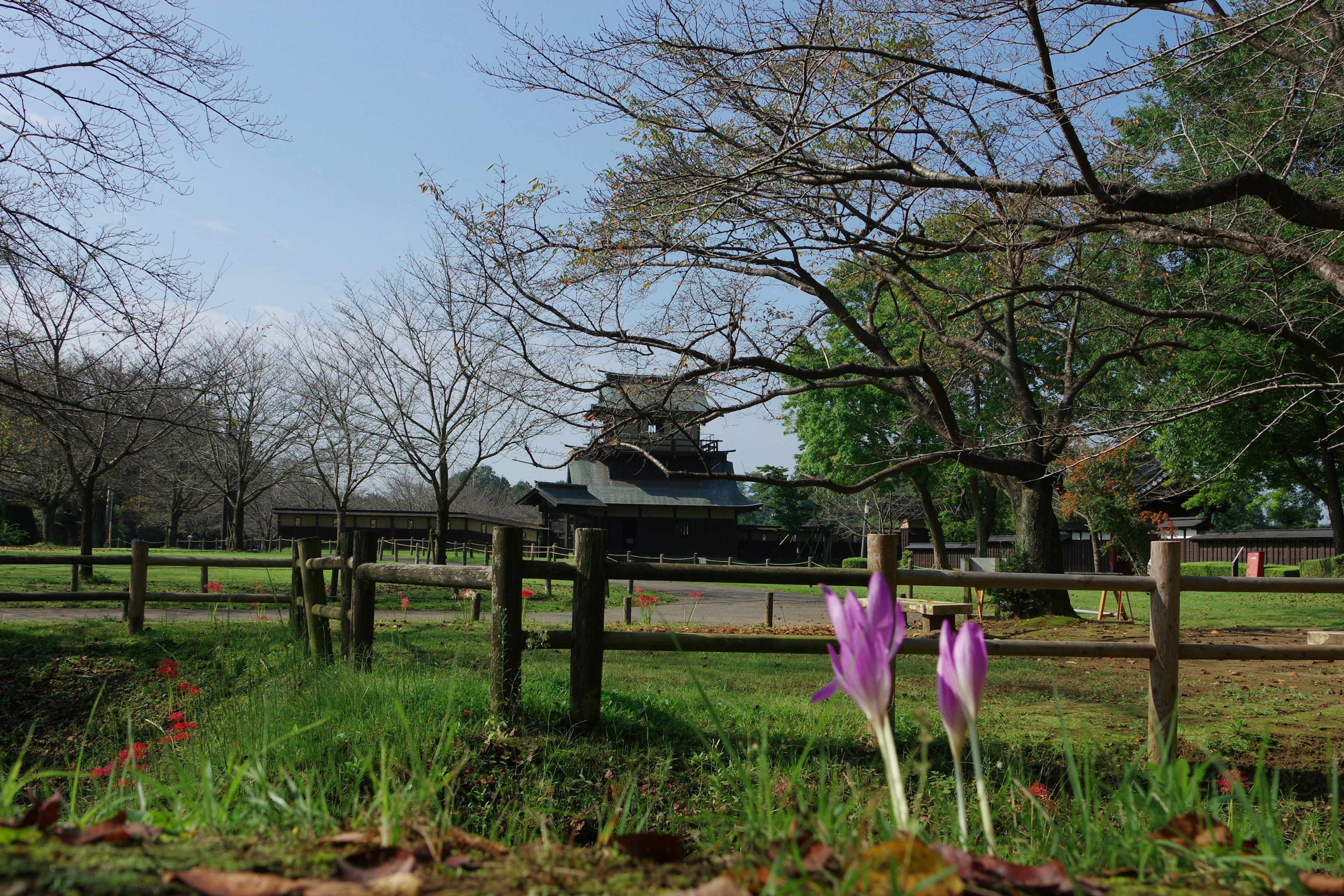 Paysage de parc avec des fleurs violettes et un château en arrière-plan