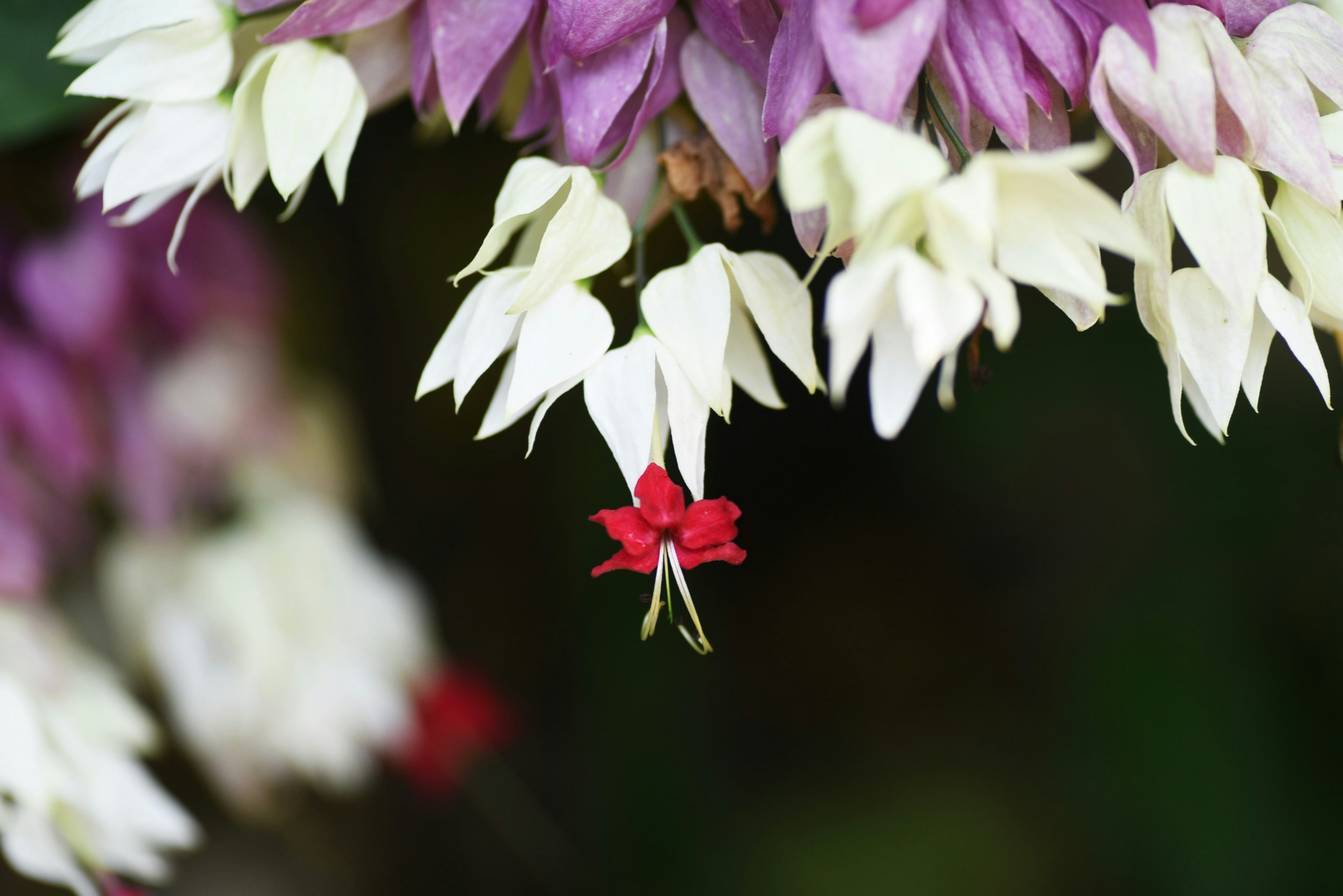 Primo piano di una pianta con petali viola e bianchi con un piccolo fiore rosso in evidenza