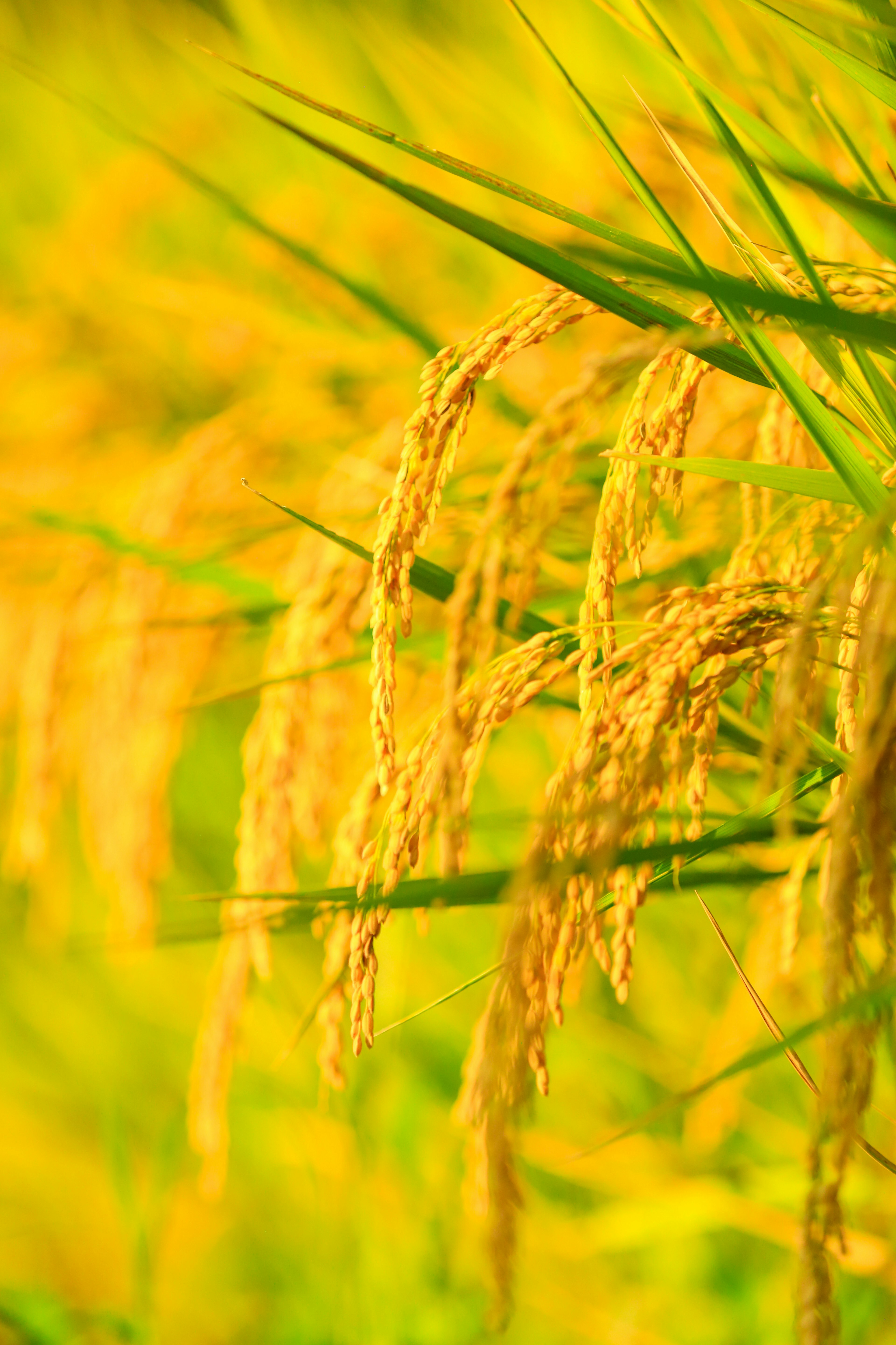 Gros plan de grains de riz dorés dans un champ