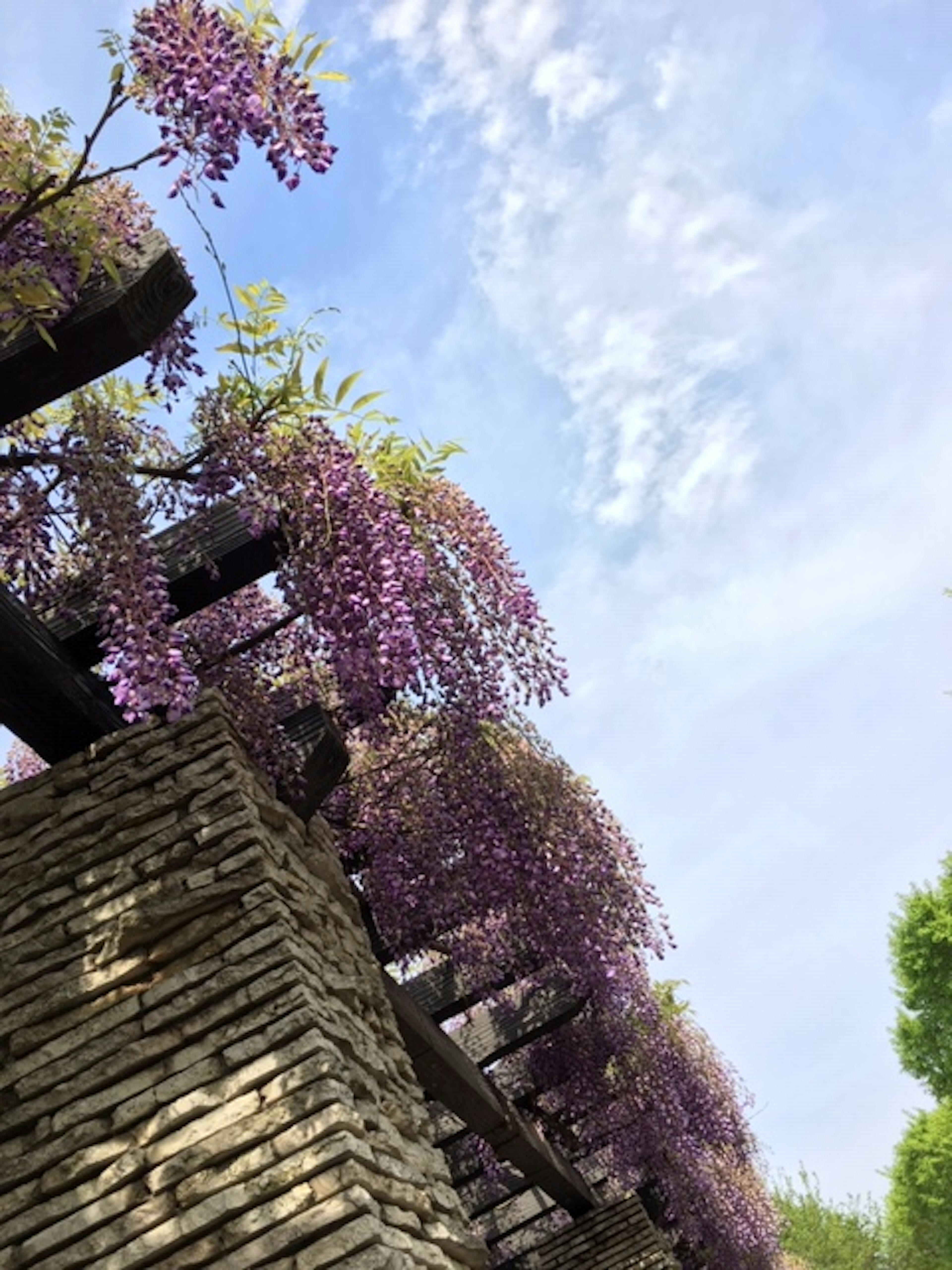 Lila Glyzinienblüten hängen von einem Holzpergola vor einem blauen Himmel