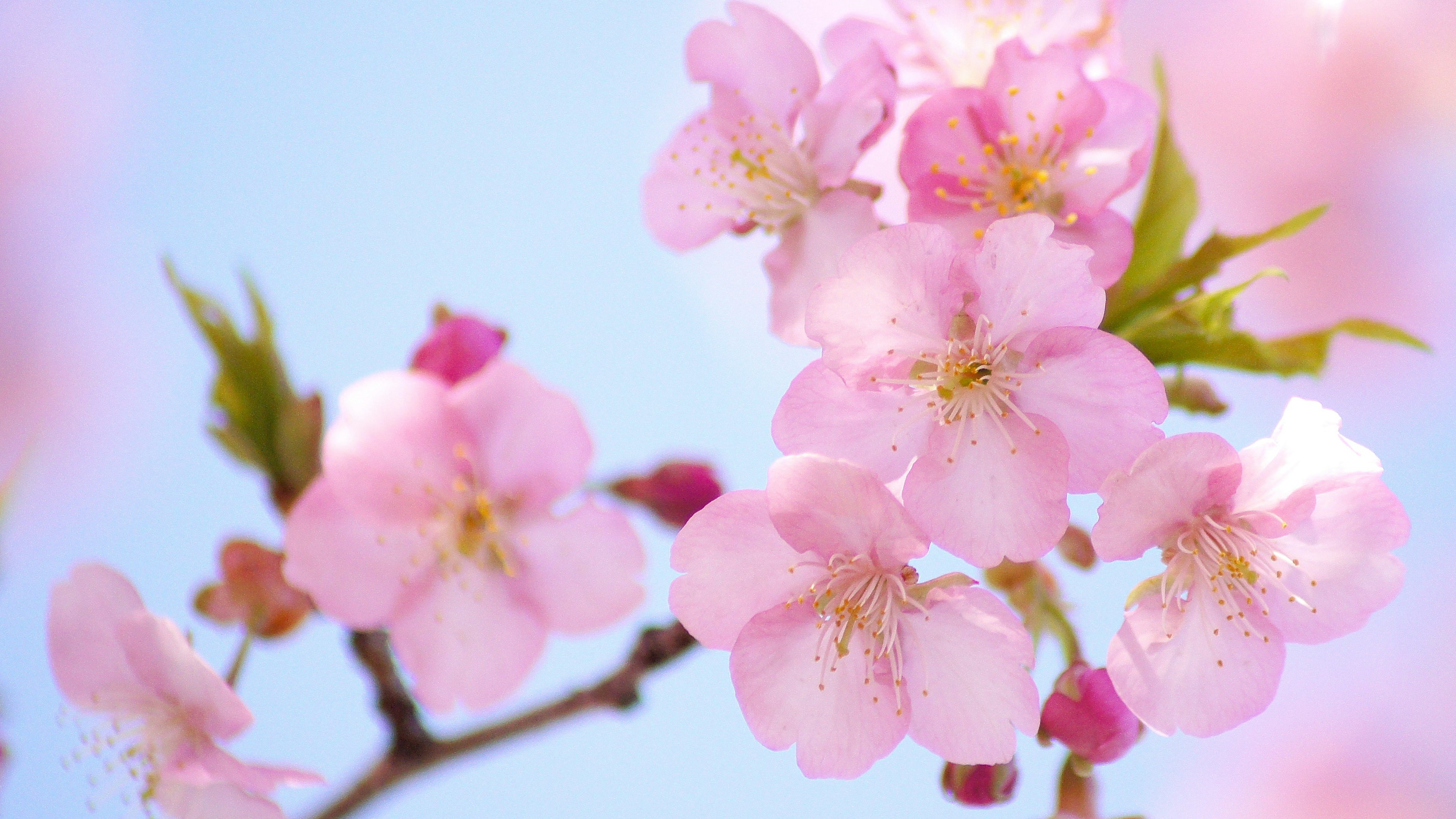 Bunga sakura mekar penuh di dahan dengan latar belakang langit biru