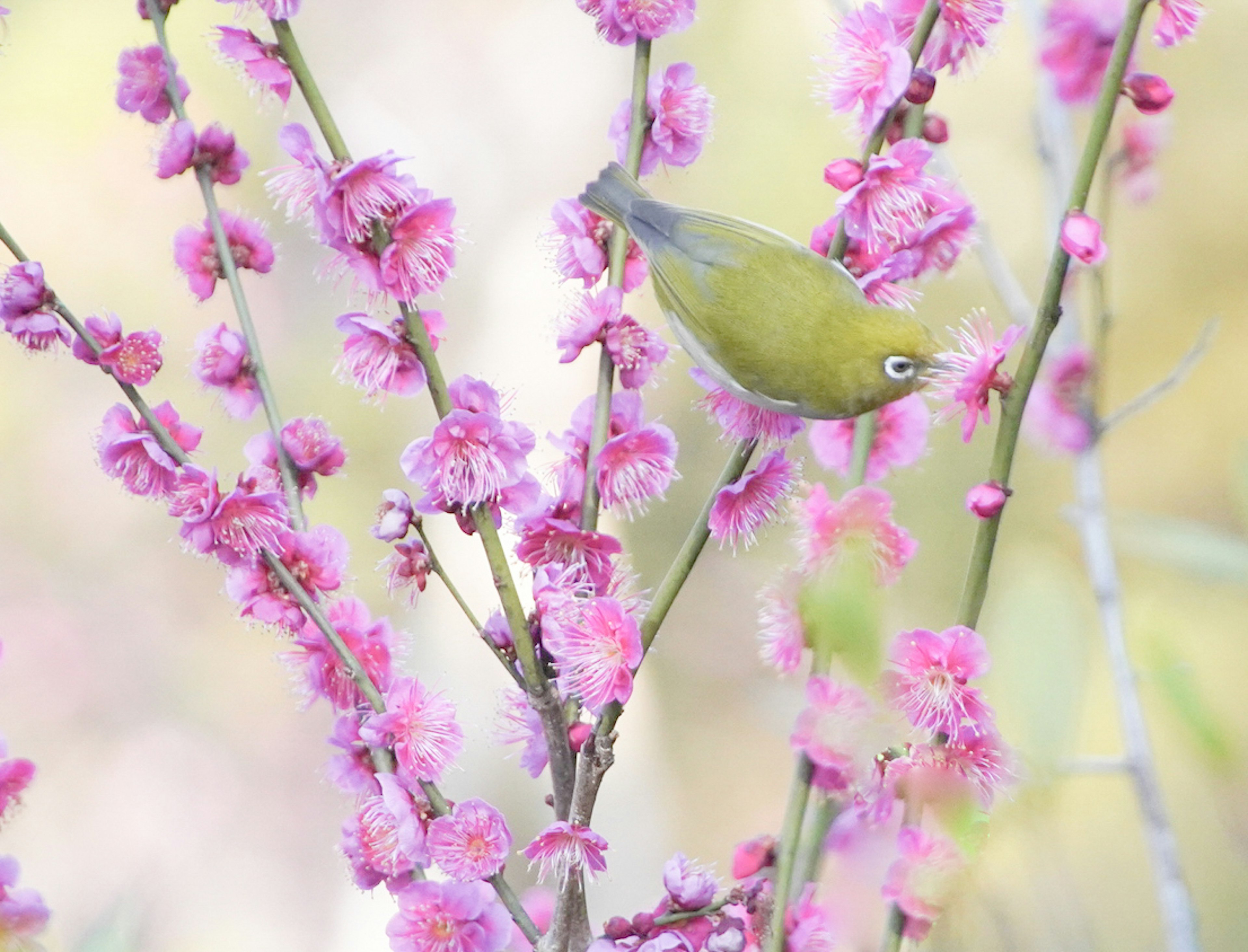 Ein kleiner grüner Vogel zwischen rosa Blumen