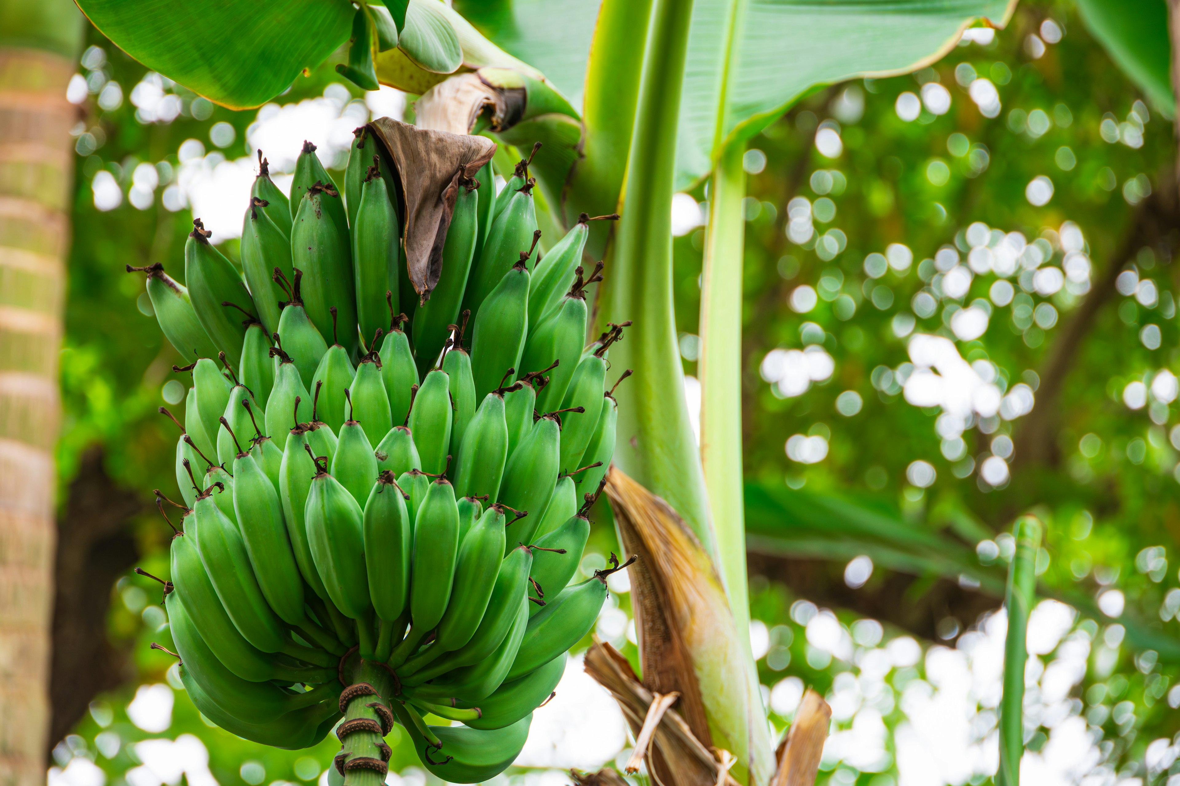 A cluster of green bananas hanging from a tree