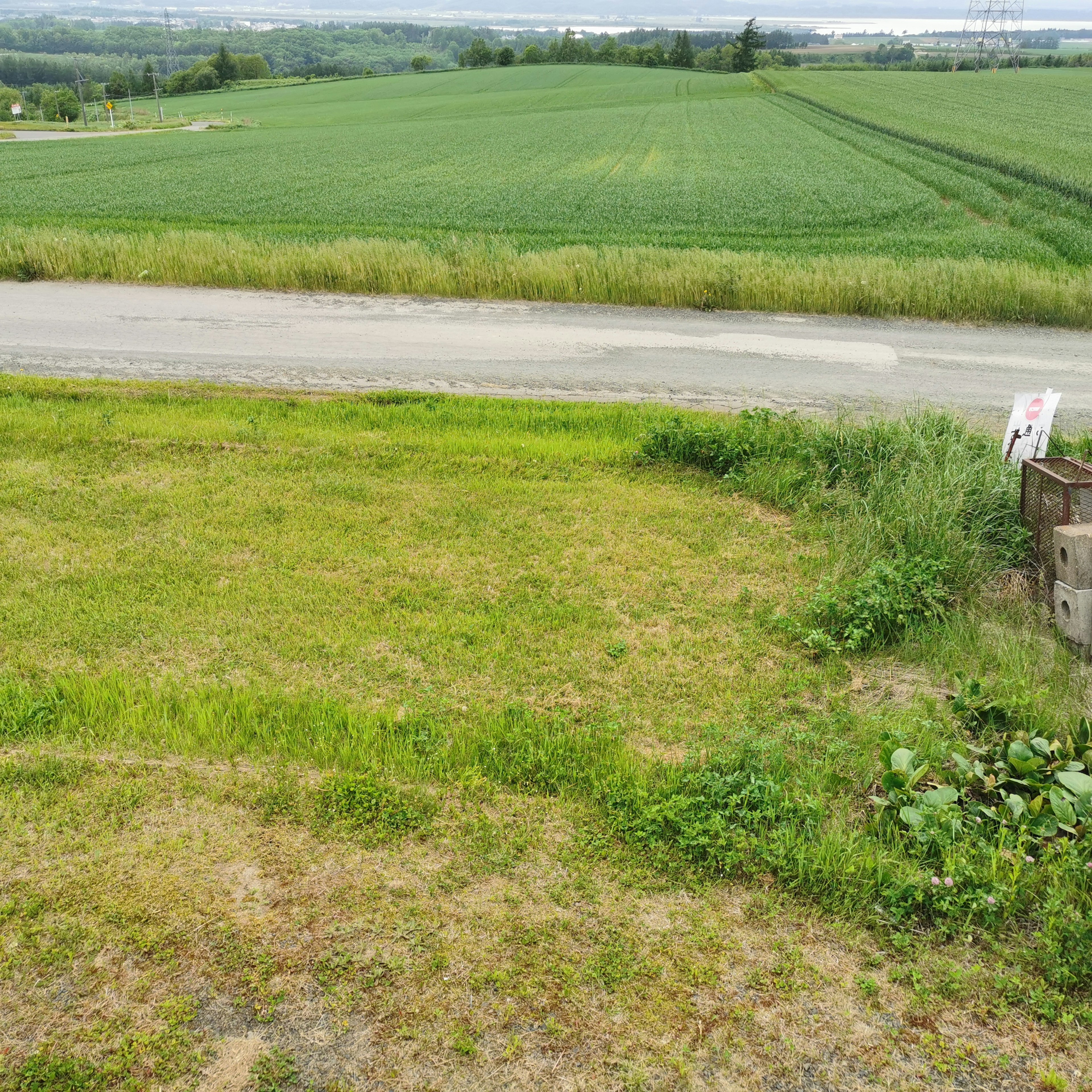 Lush green field with a gravel road