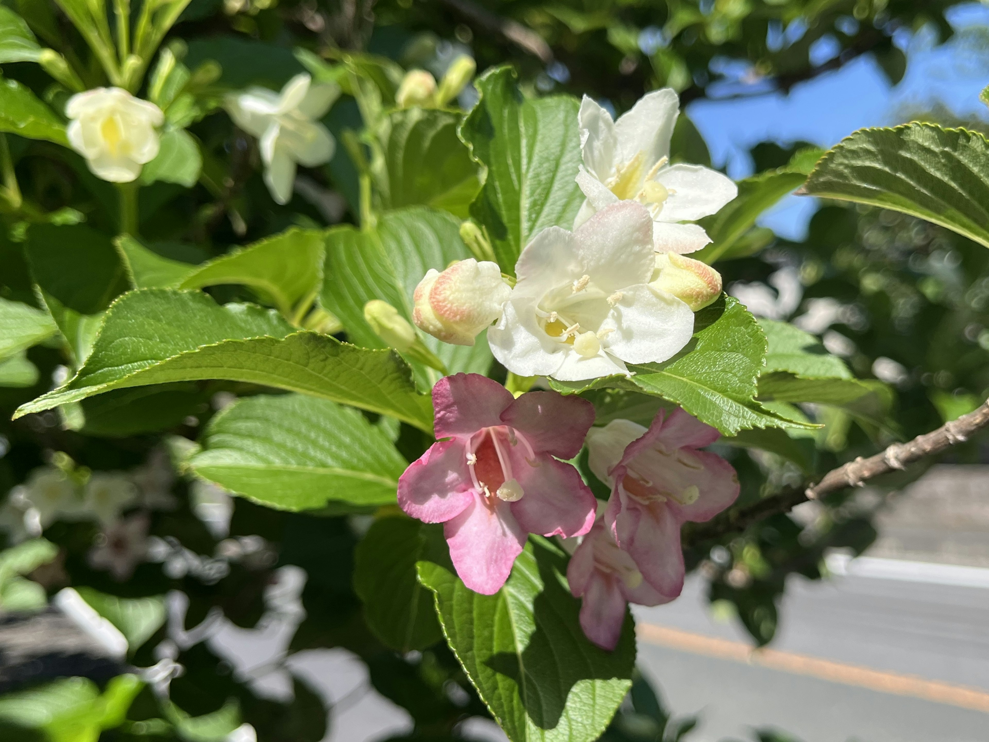 白とピンクの花が咲く葉の近くの枝