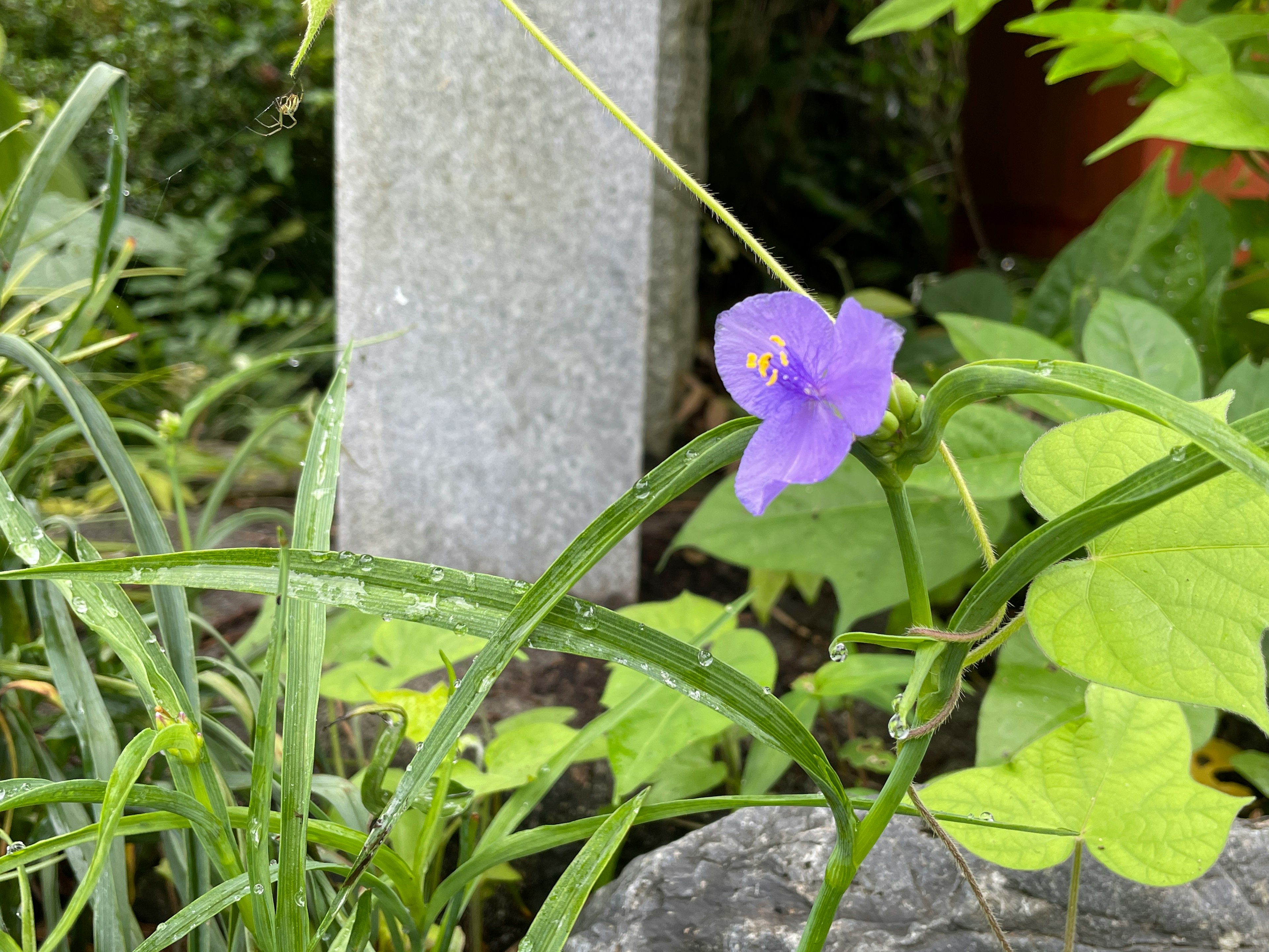 青紫色の花と緑の葉が特徴の植物のクローズアップ