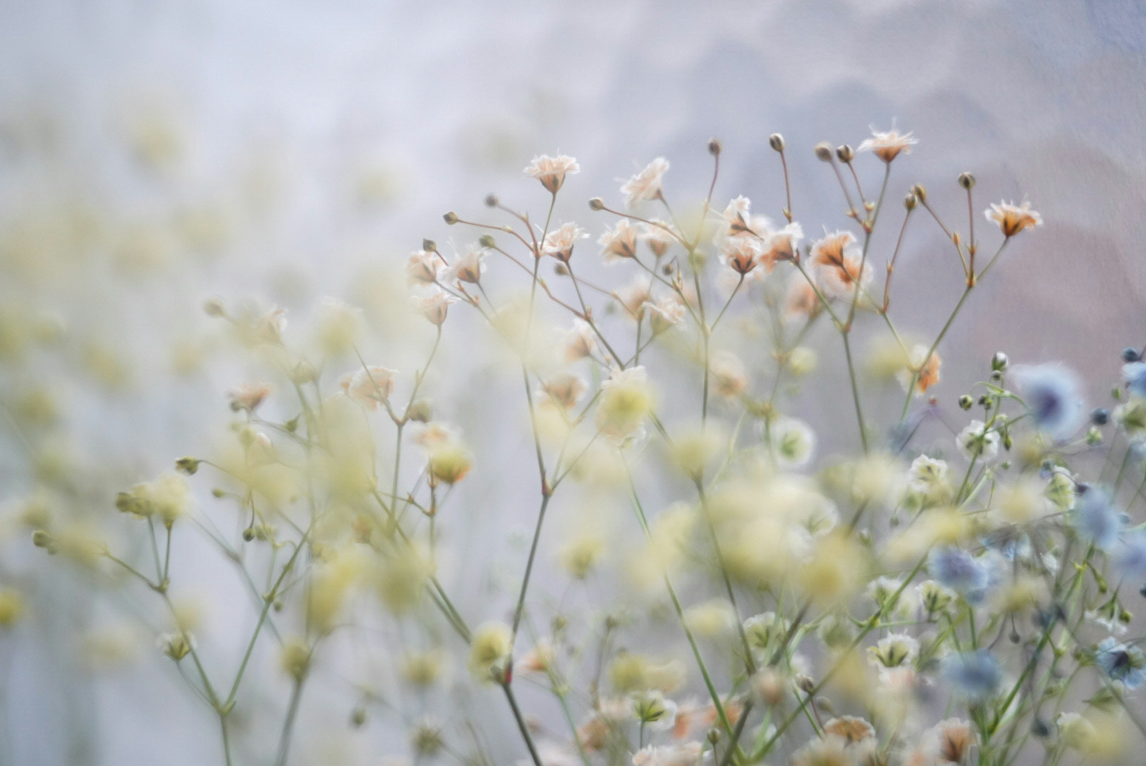 Una imagen desenfocada de pequeñas flores delicadas de colores pálidos