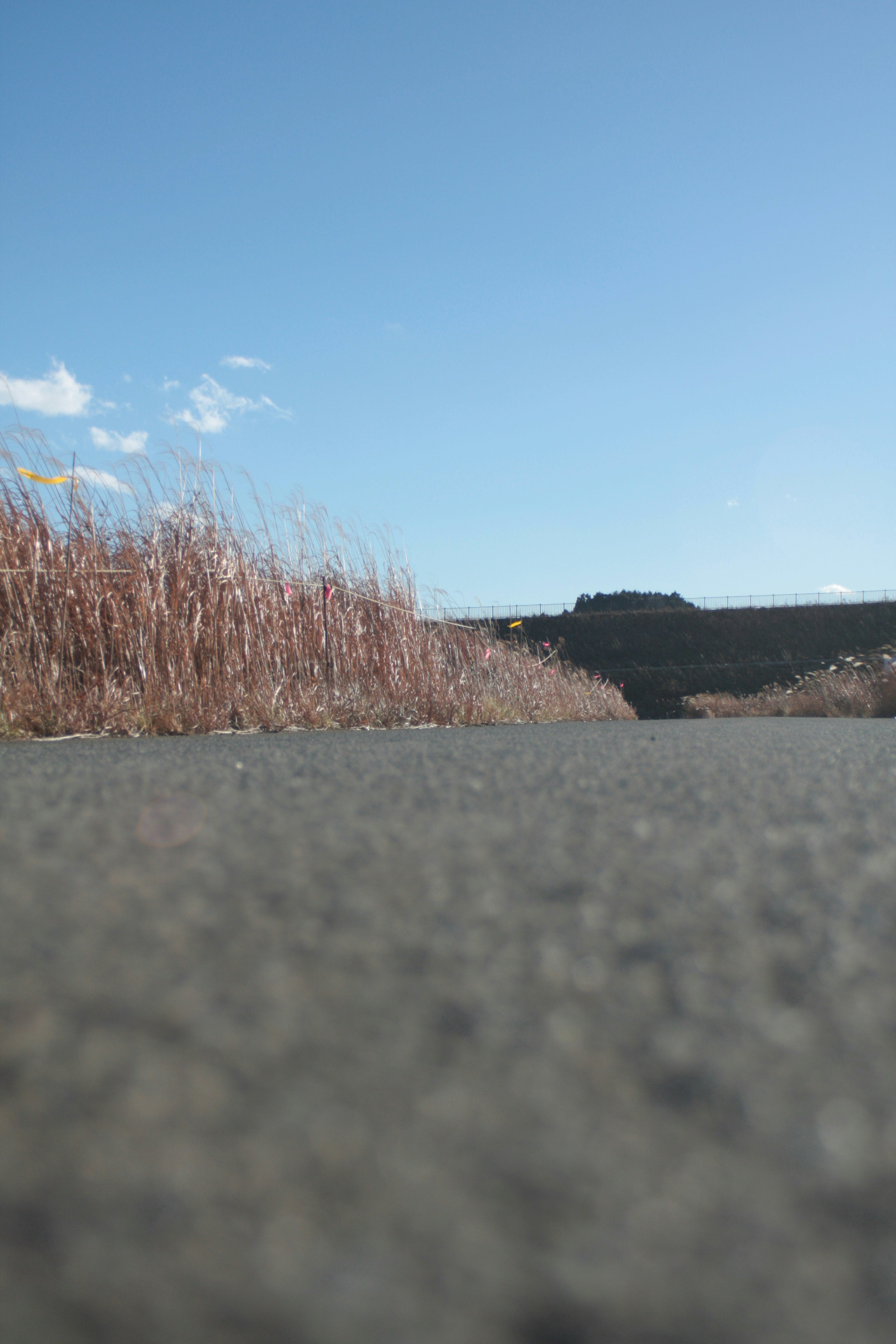 藍天之下鋪成的道路和周圍的乾草