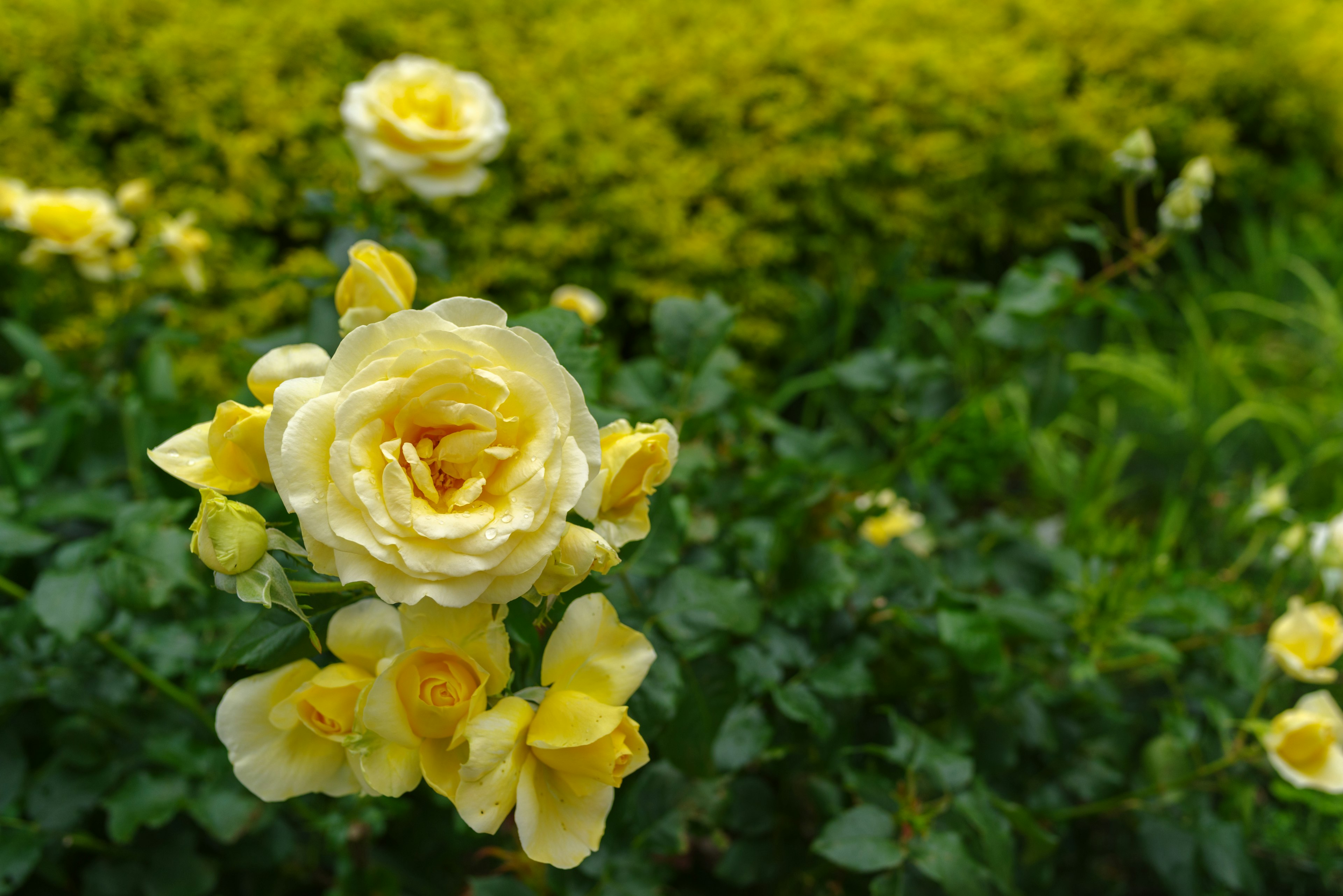 De belles roses jaunes fleurissant sur un fond vert