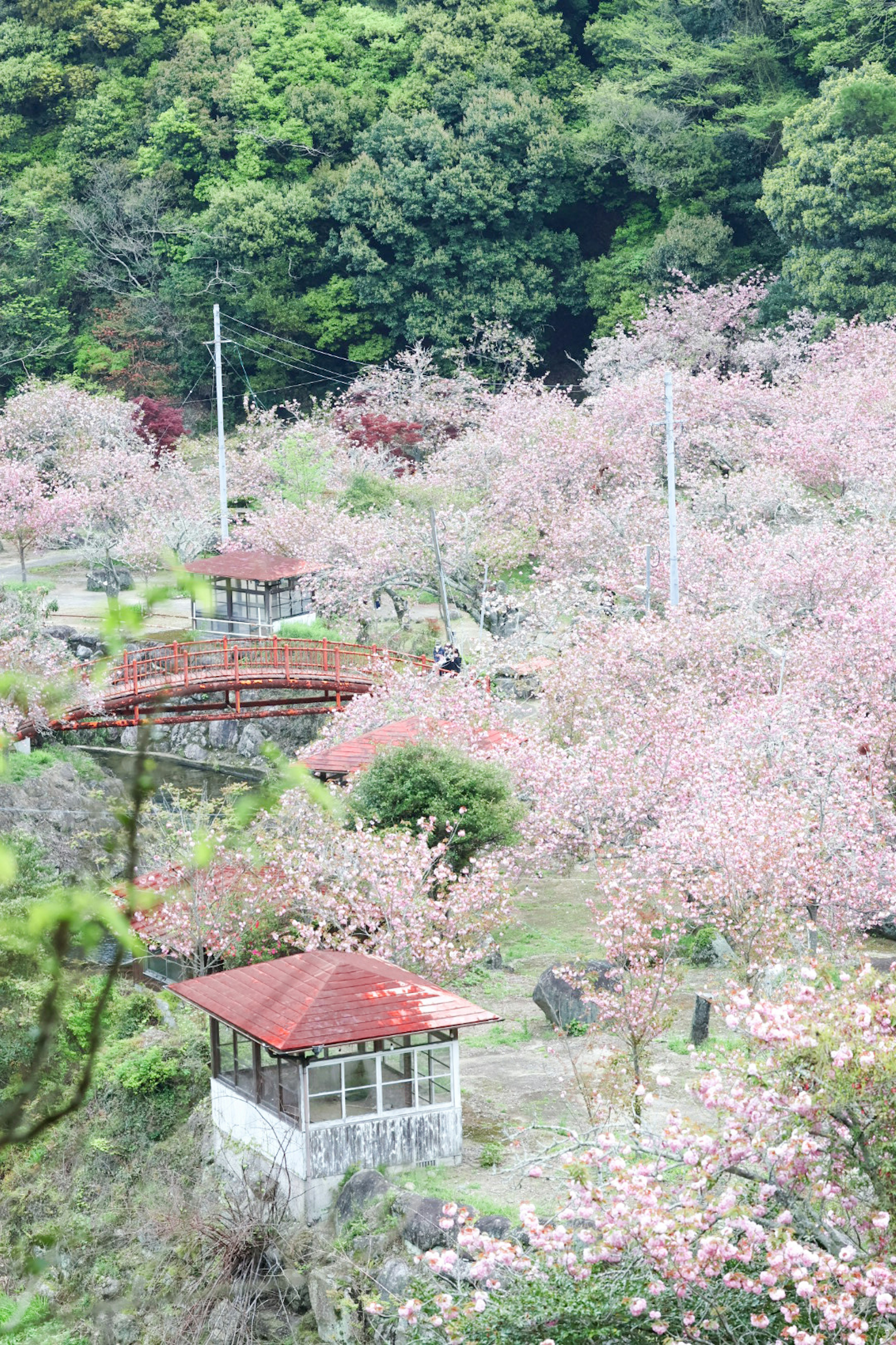 満開の桜に囲まれた小さな建物と緑の木々の風景