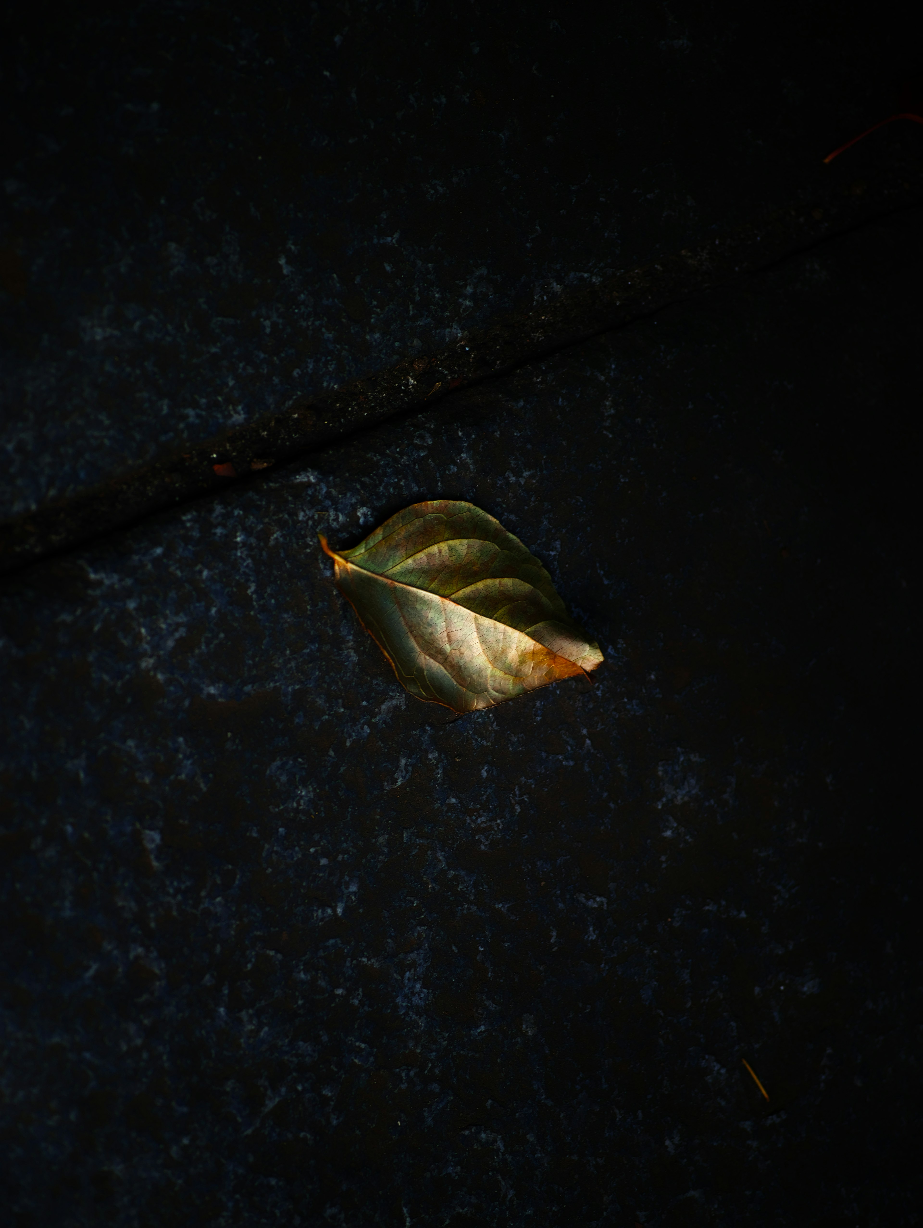 Une feuille verte et brune reposant sur une surface sombre