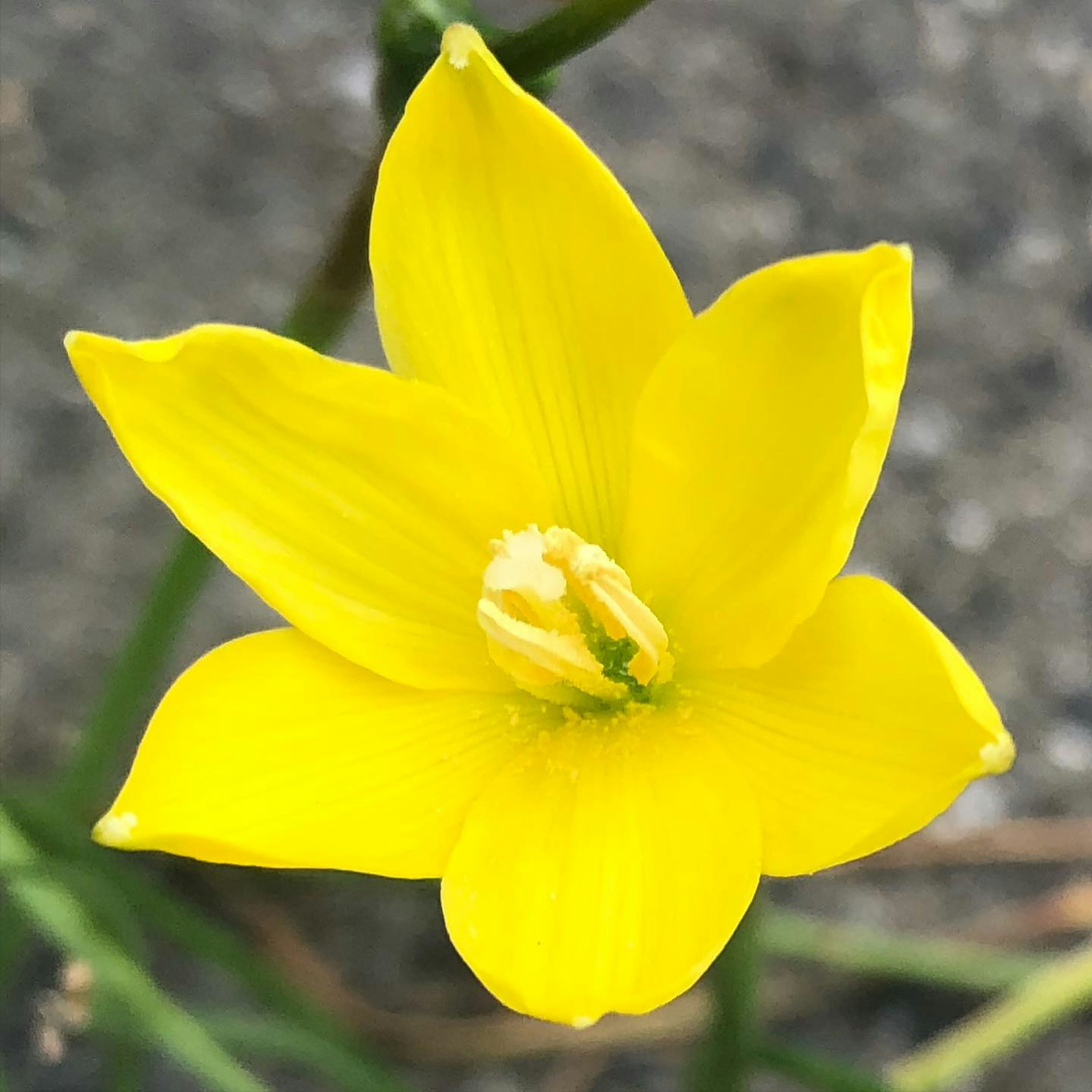 Una flor amarilla vibrante con pétalos alargados y un grupo central de estambres