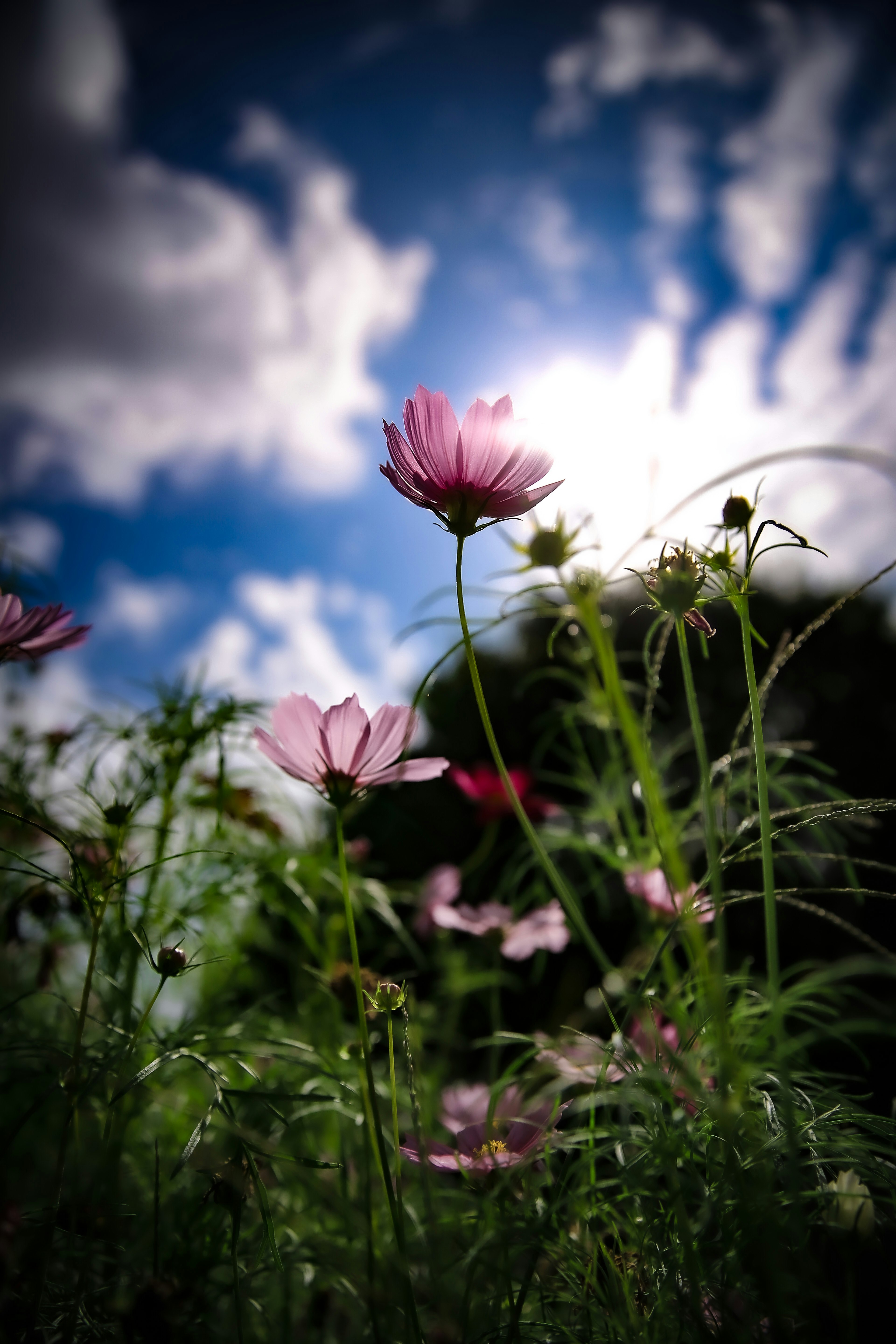 青空の下で咲くピンクの花々のクローズアップ