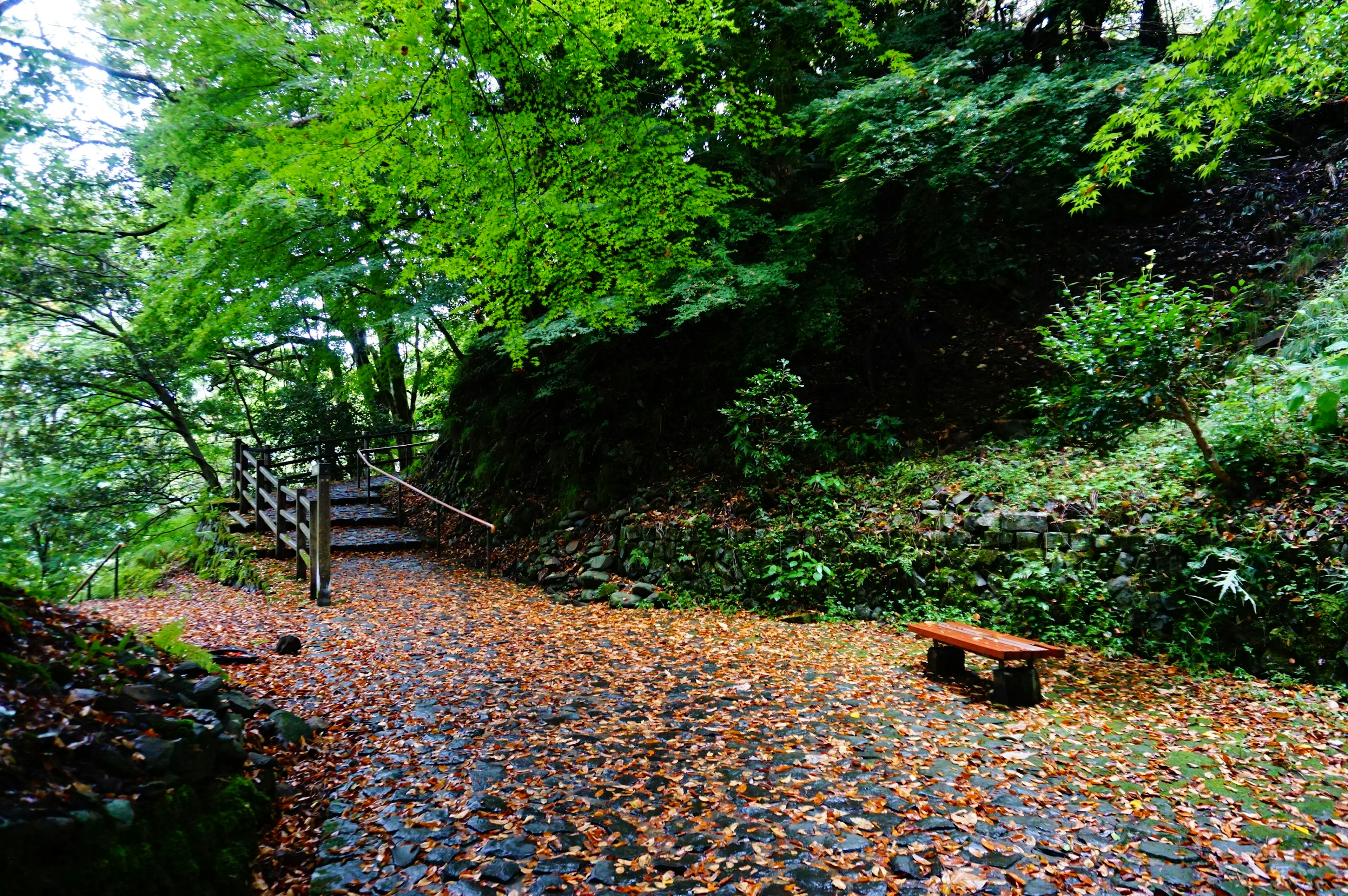 Sentier tranquille entouré d'arbres verts et recouvert de feuilles mortes