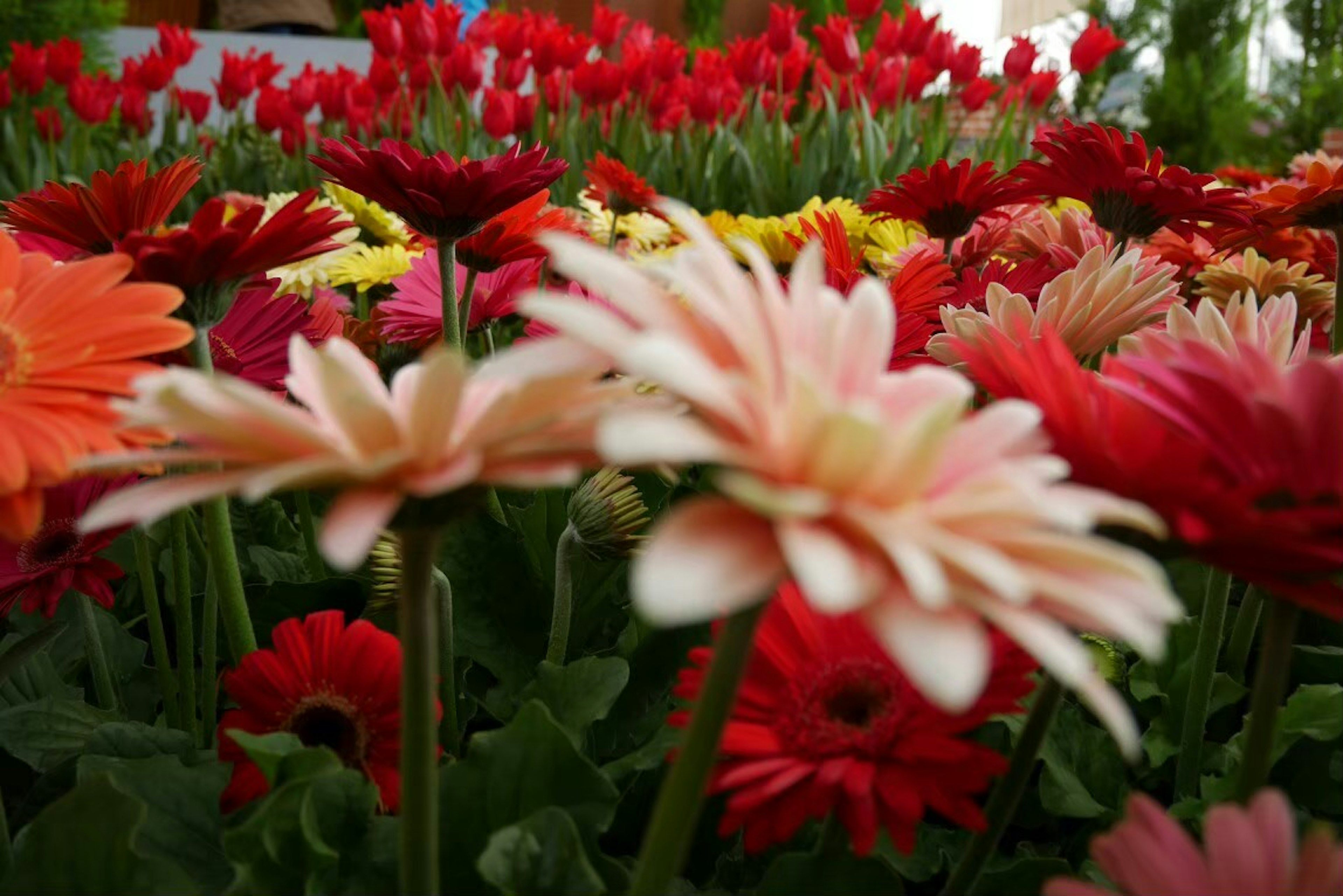 Colorful garden scene with blooming gerbera daisies in red and pink shades