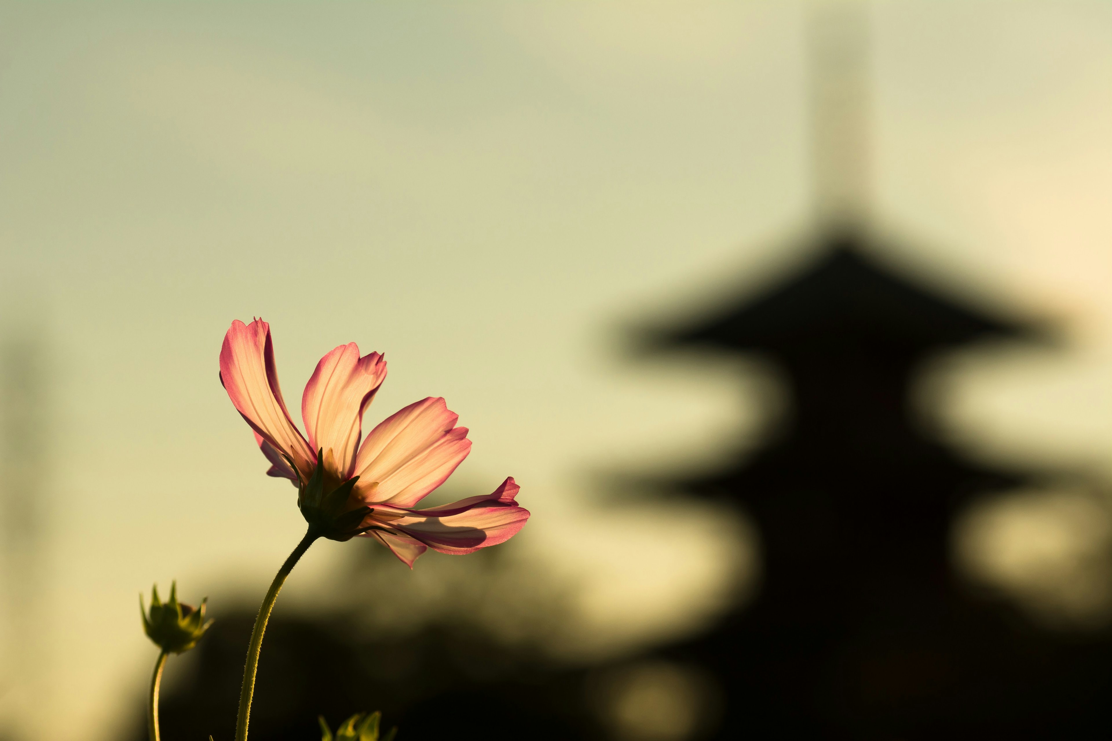 夕焼けの中に咲くコスモスの花と背景にあるぼんやりした塔