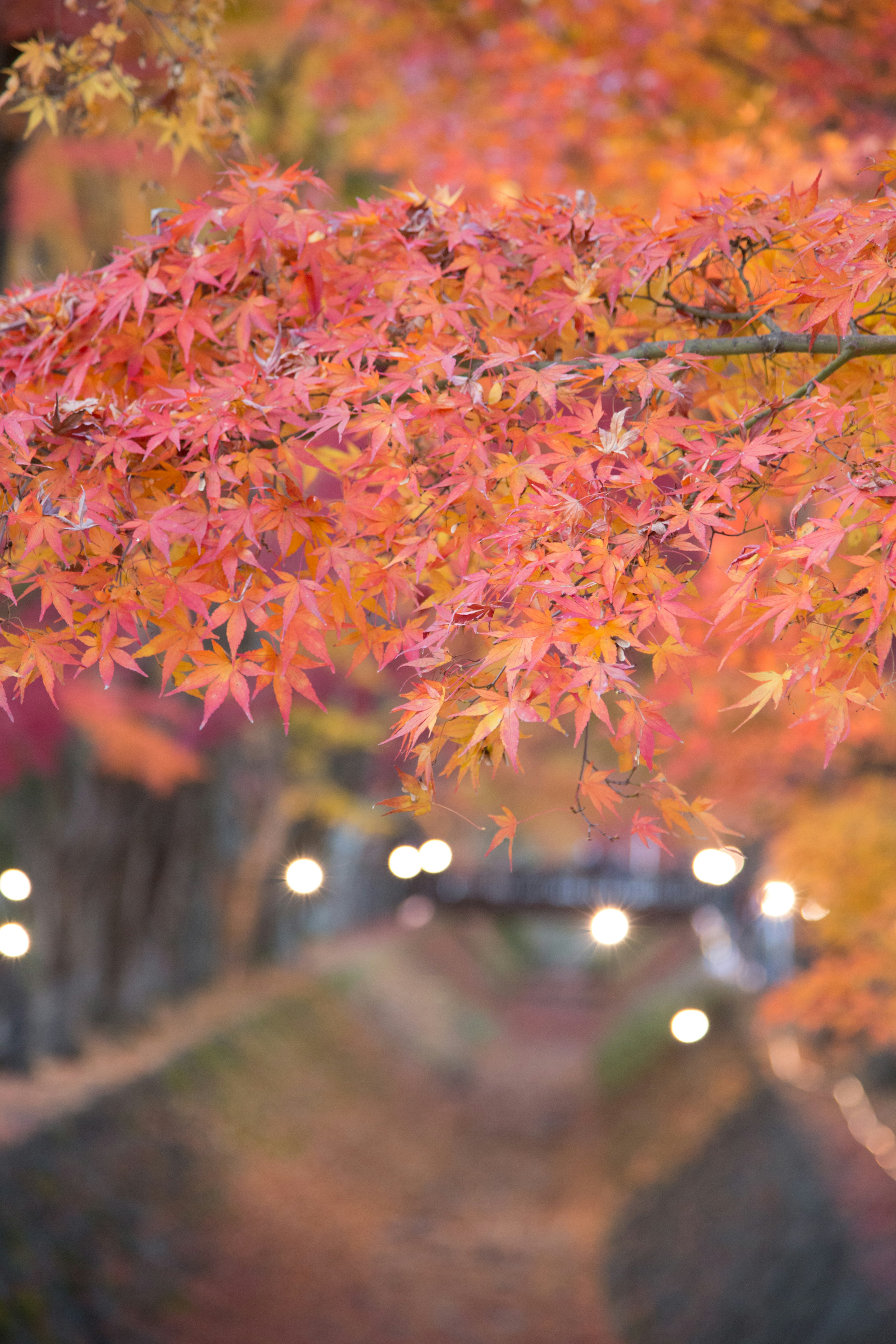 Acercamiento a hojas de otoño vibrantes con luces desenfocadas y un camino de fondo