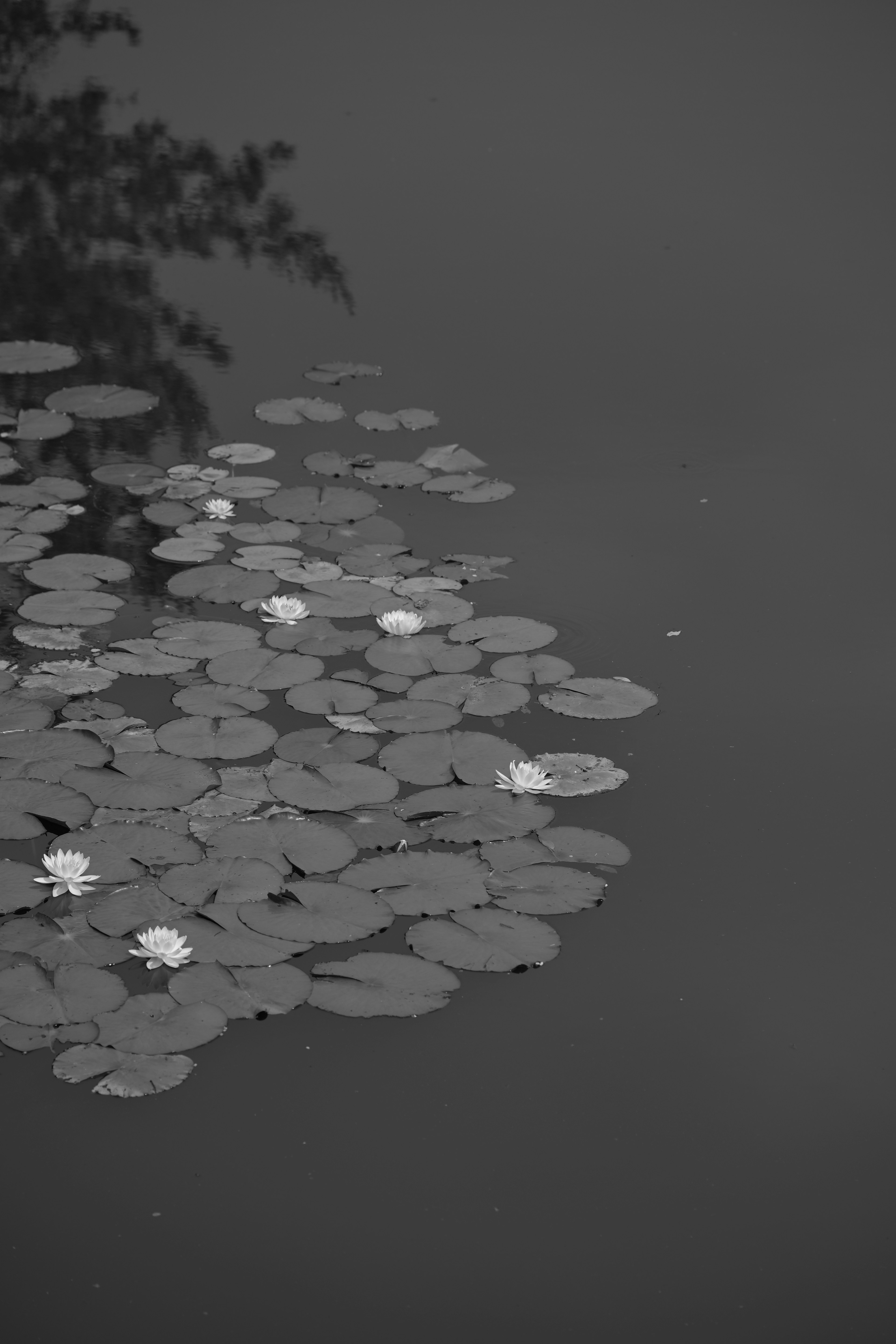 Monochrome image of lily pads and white flowers on the water surface