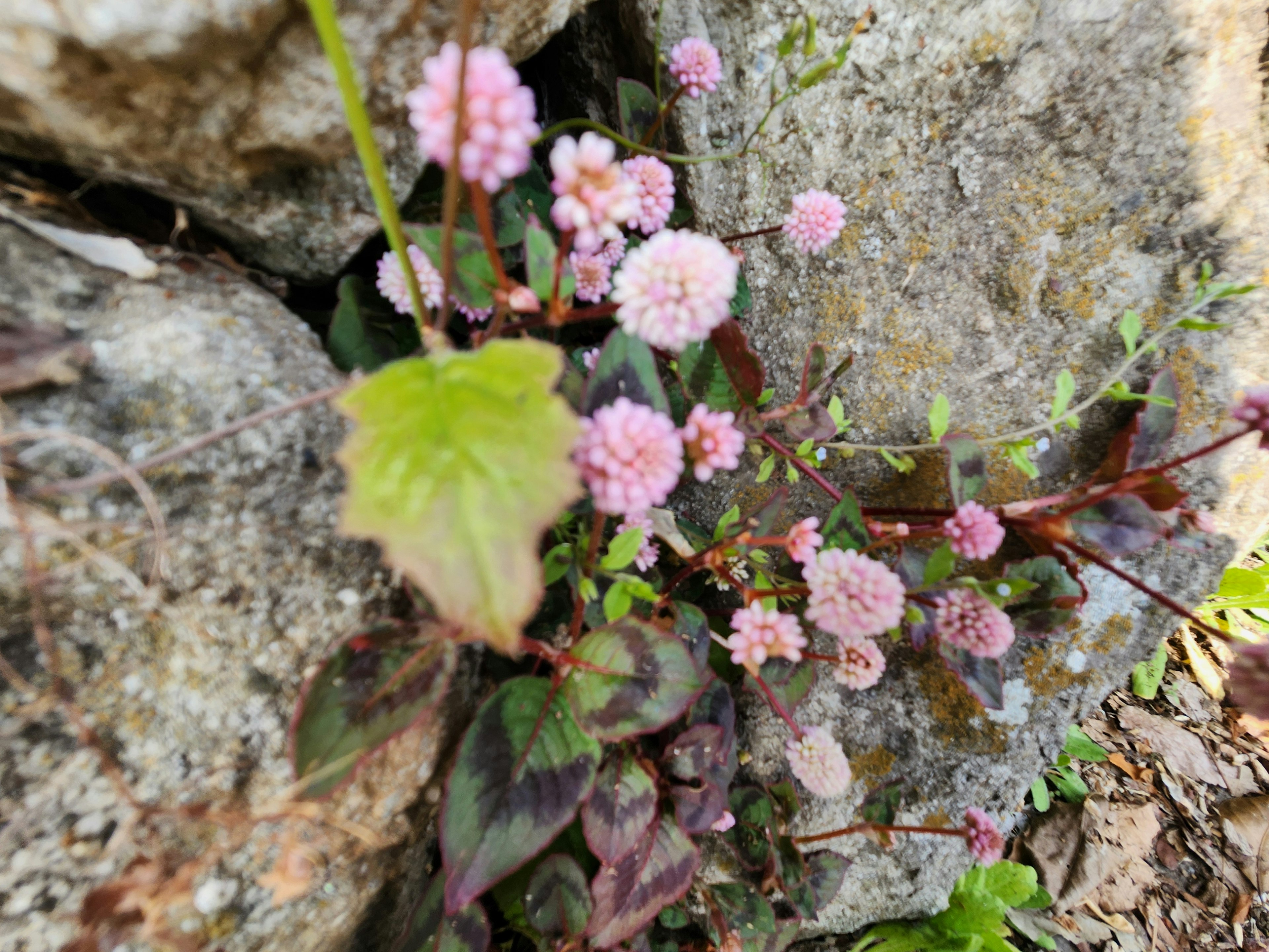 Petites fleurs roses et feuilles vertes poussant entre les rochers