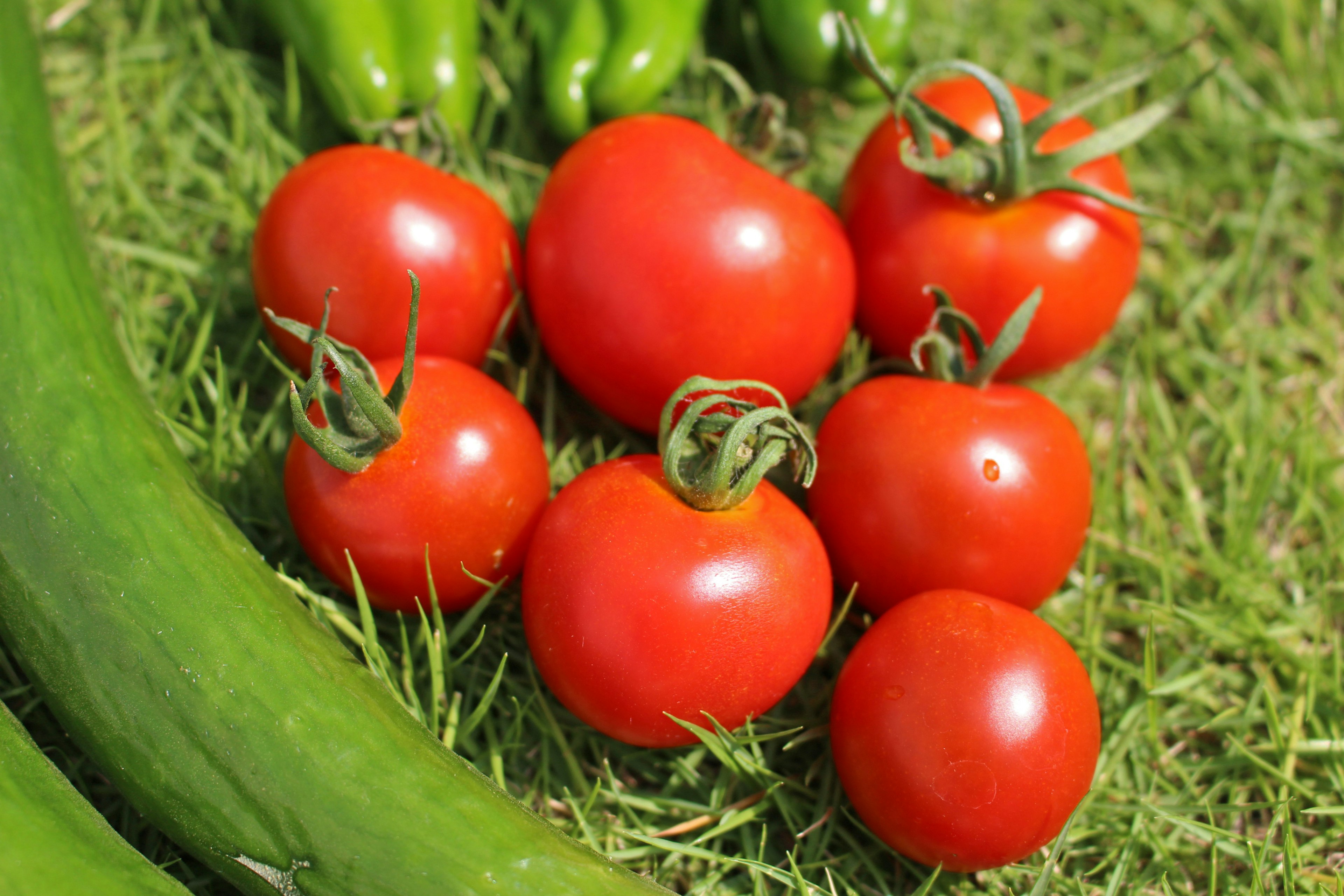 Tomates rojas vibrantes y pimientos verdes dispuestos sobre la hierba