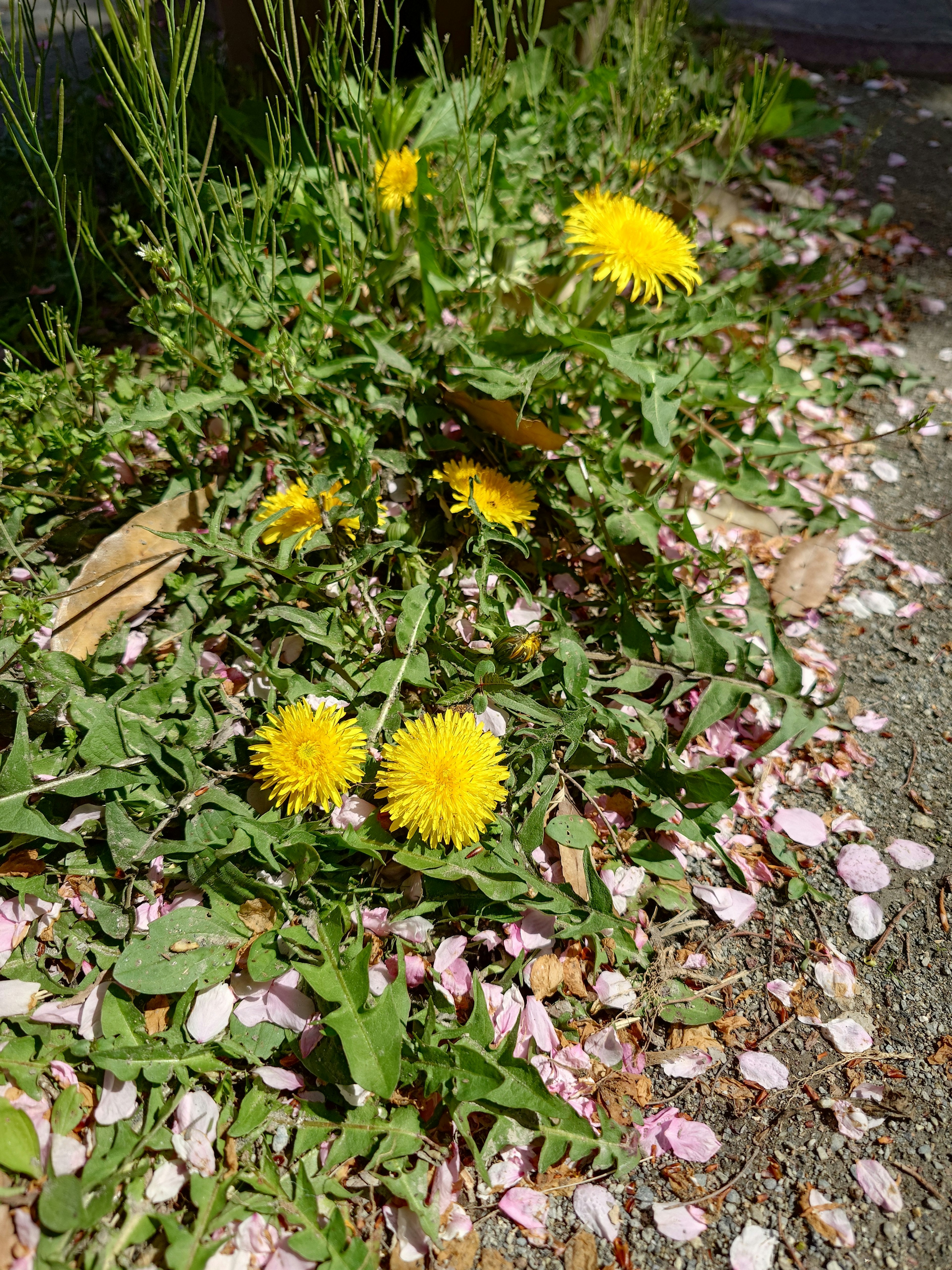 Diente de león con flores amarillas rodeadas de pétalos rosados en el suelo