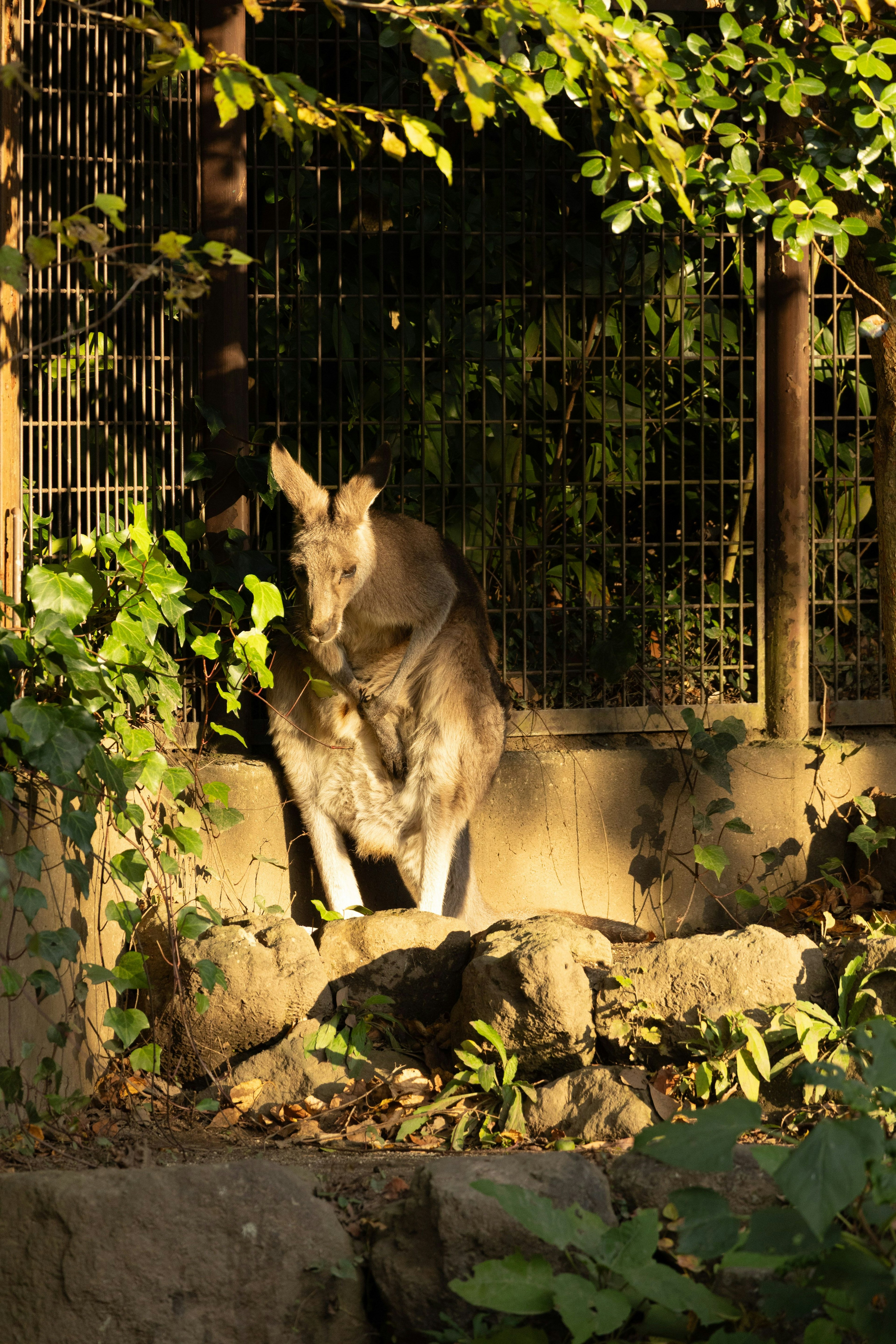 Un canguro de pie sobre una roca en un entorno verde bañado por la luz del sol